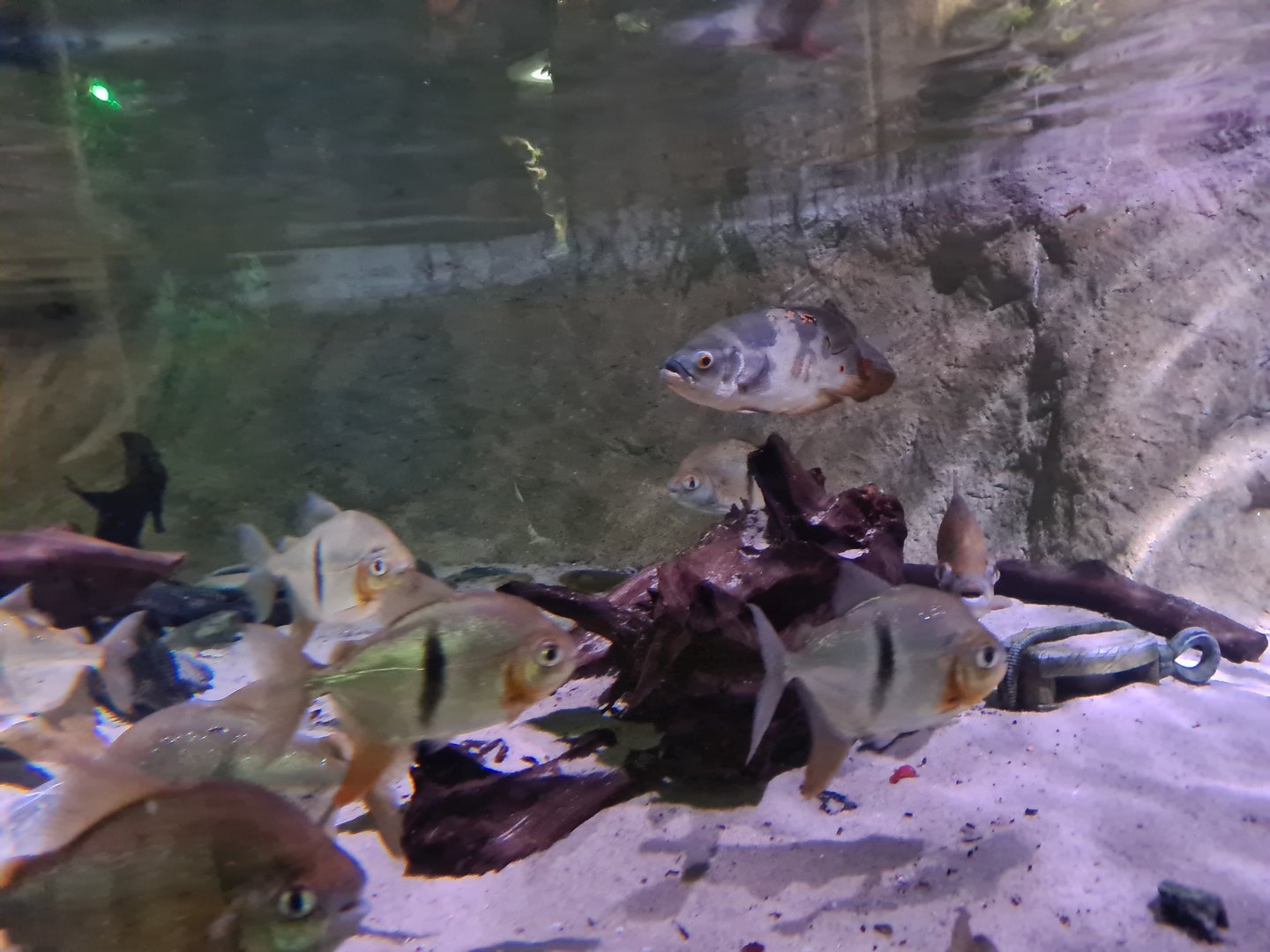 Amazon basin - Black-band myleus, Tiger oscar