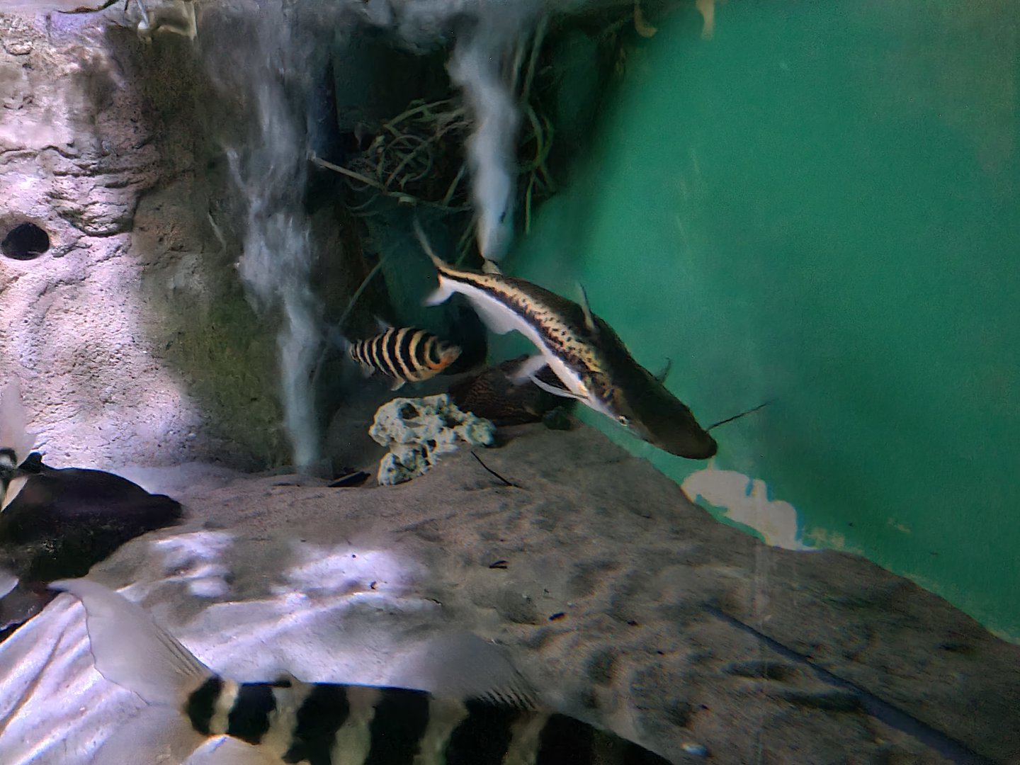 Amazon basin - Duckbill catfish, Banded leporinus