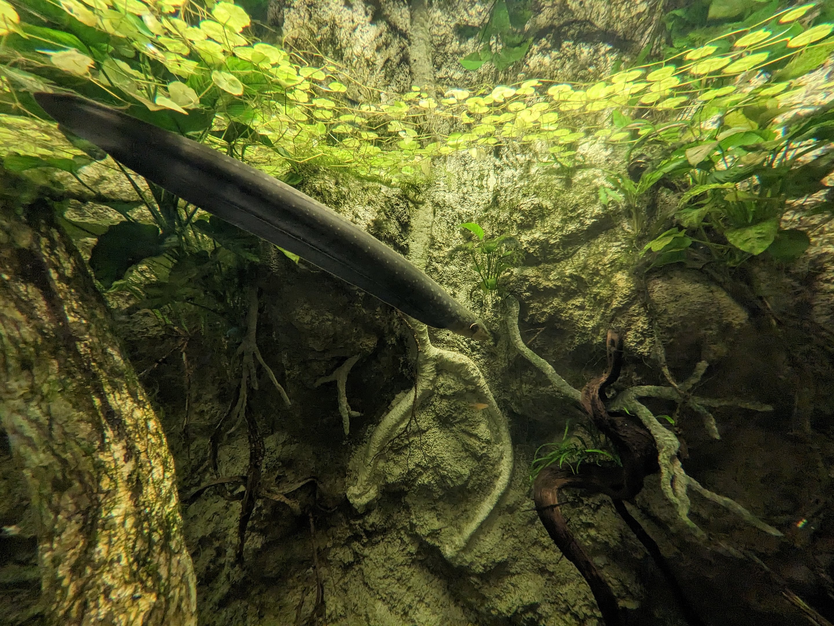 Amazon Basin - electric eel