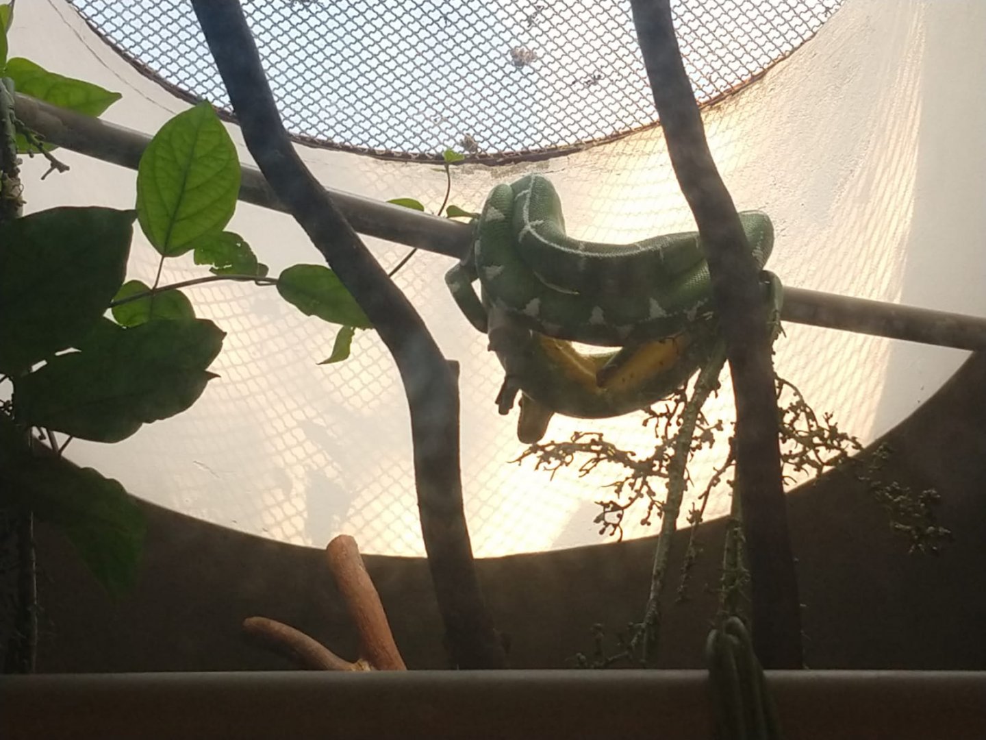 Amazon Basin emerald tree boa - Belo Horizonte zoo