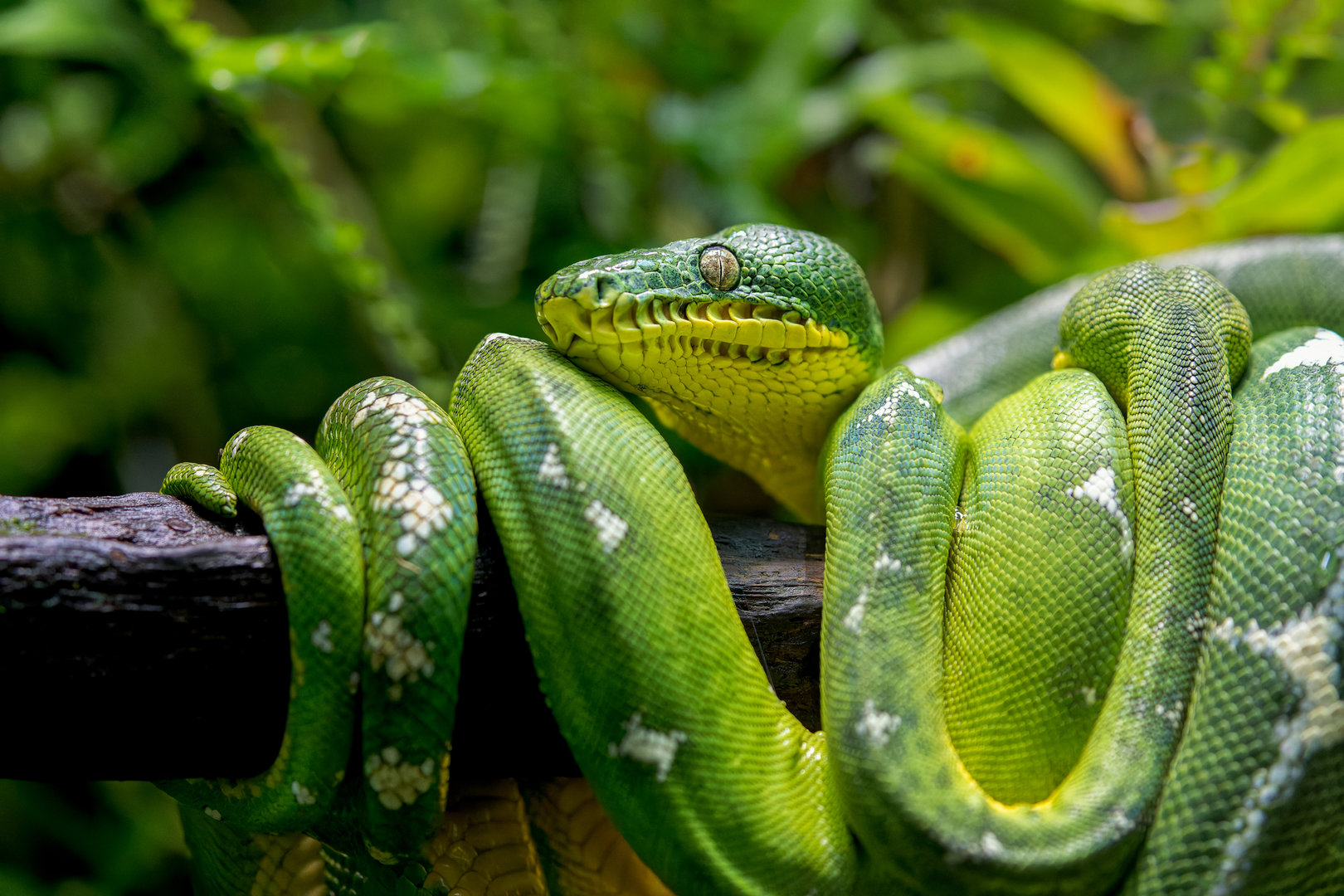 Amazon Basin Emerald Tree Boa / Chester Zoo / 2-9-22