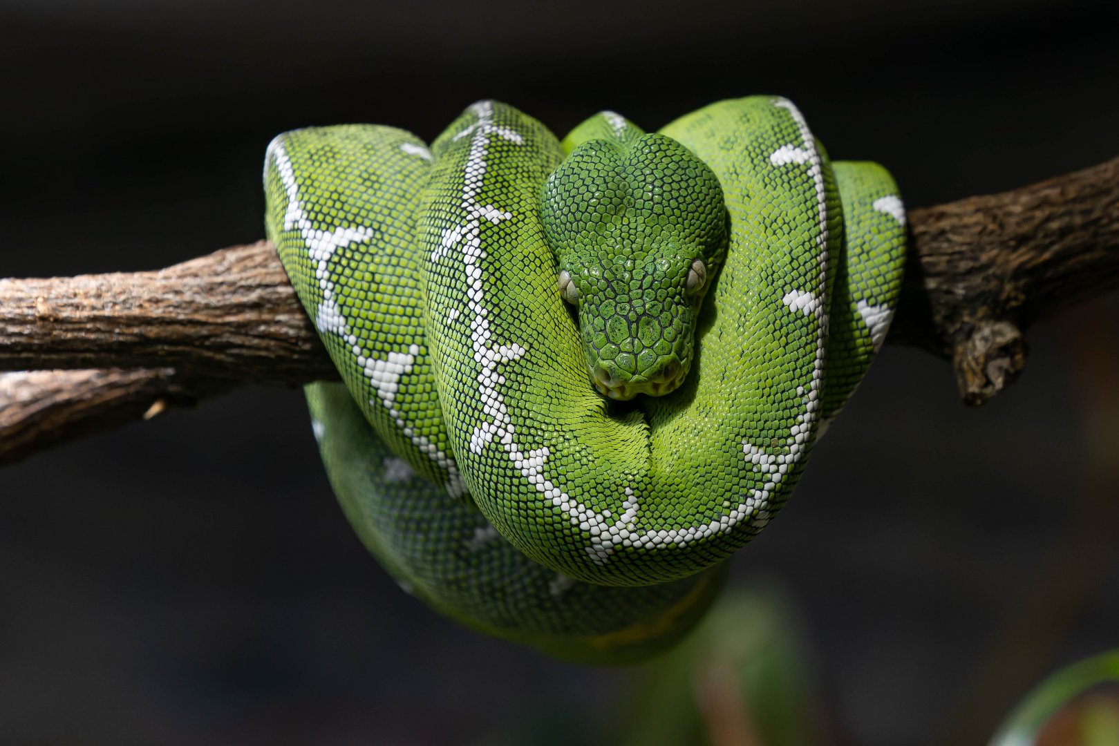 Amazon Basin emerald tree boa (Corallus batesi)