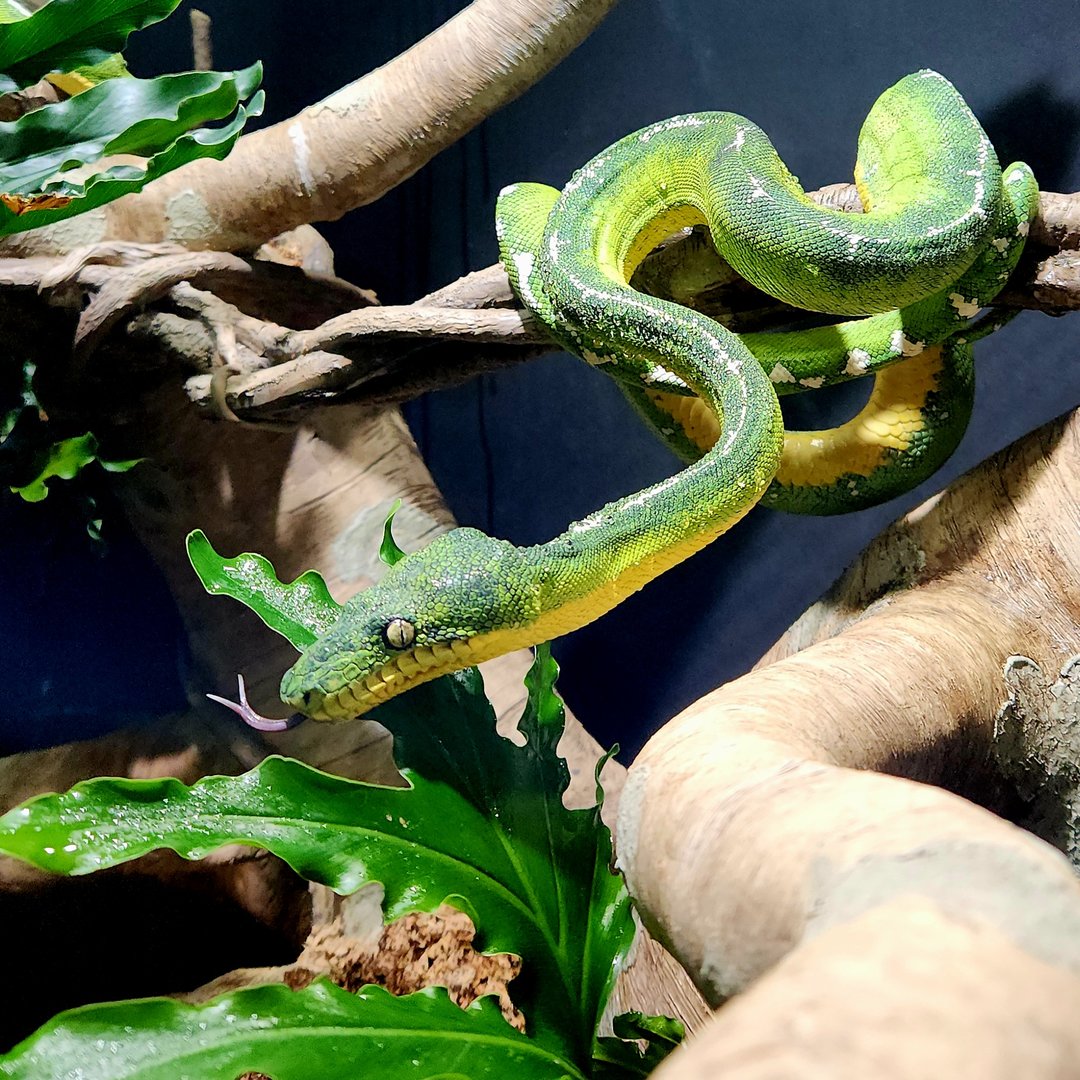 Amazon Basin Emerald Tree Boa (Corallus batesii)