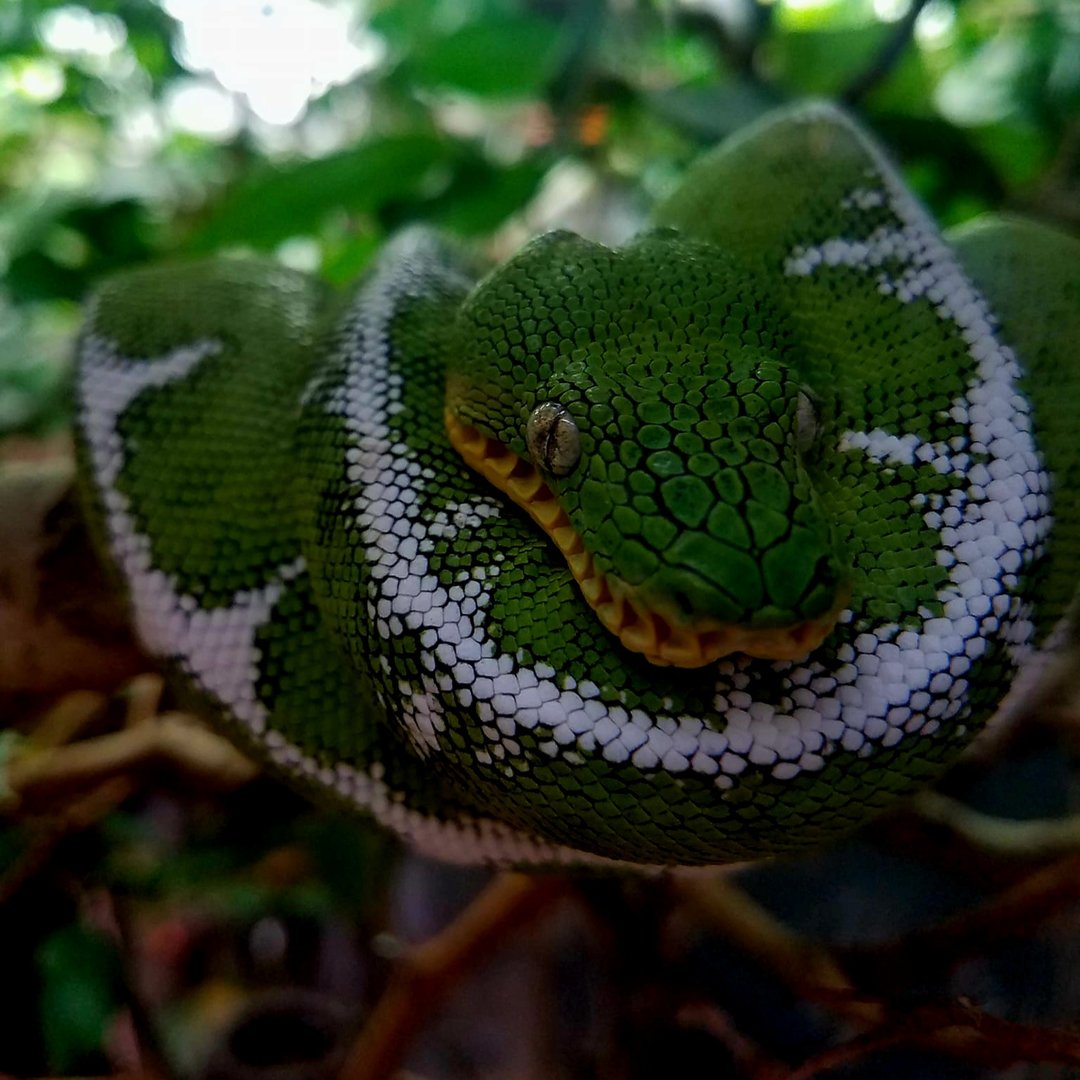 Amazon Basin Emerald Tree Boa (Corallus batesii)