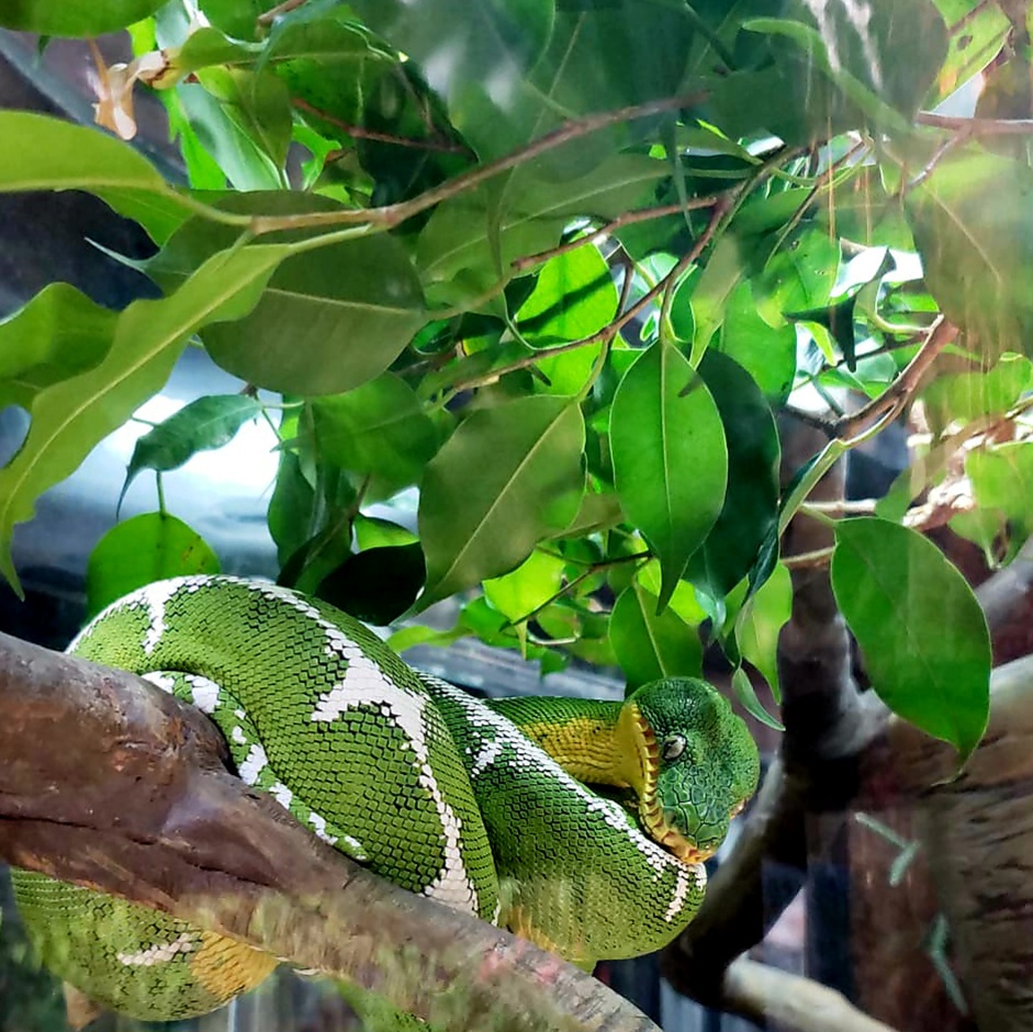 Amazon Basin Emerald Tree Boa (Corallus batesii)