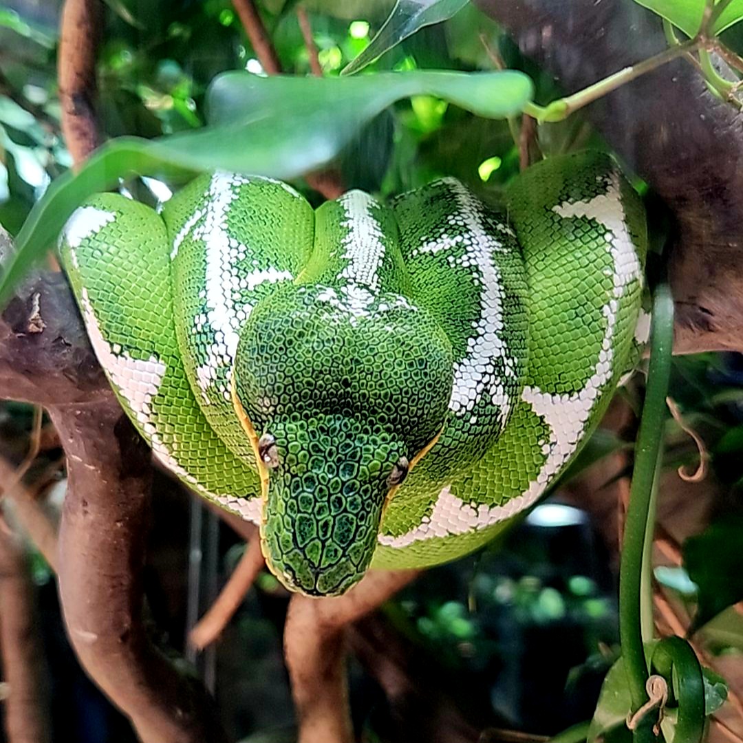 Amazon Basin Emerald Tree Boa (Corallus batesii)