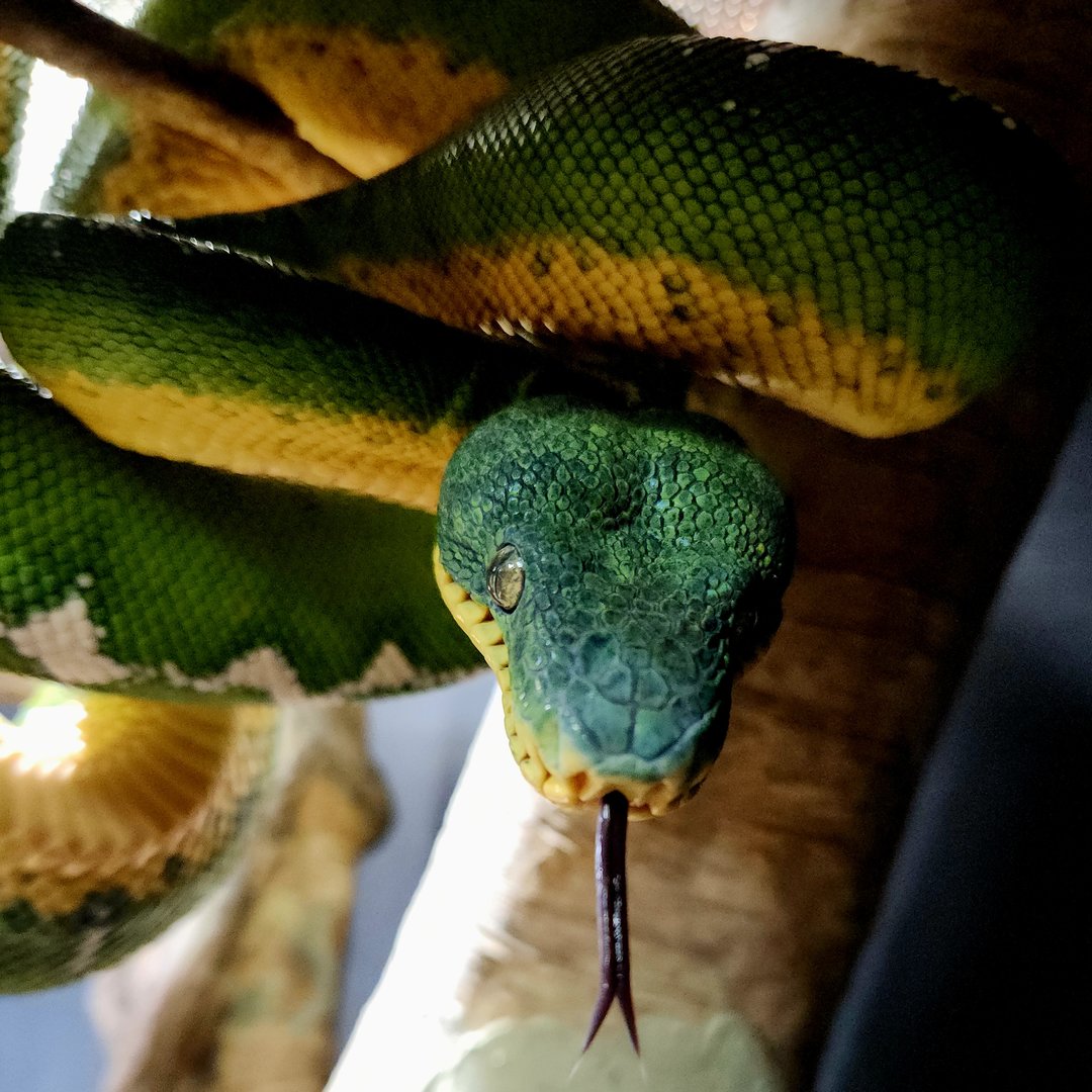 Amazon Basin Emerald Tree Boa (Corallus batesii)