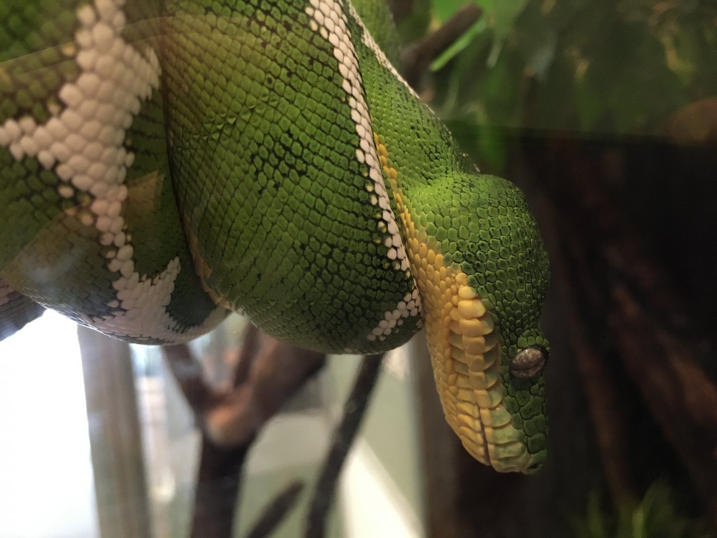 Amazon Basin Emerald Tree Boa (Corallus batesii)