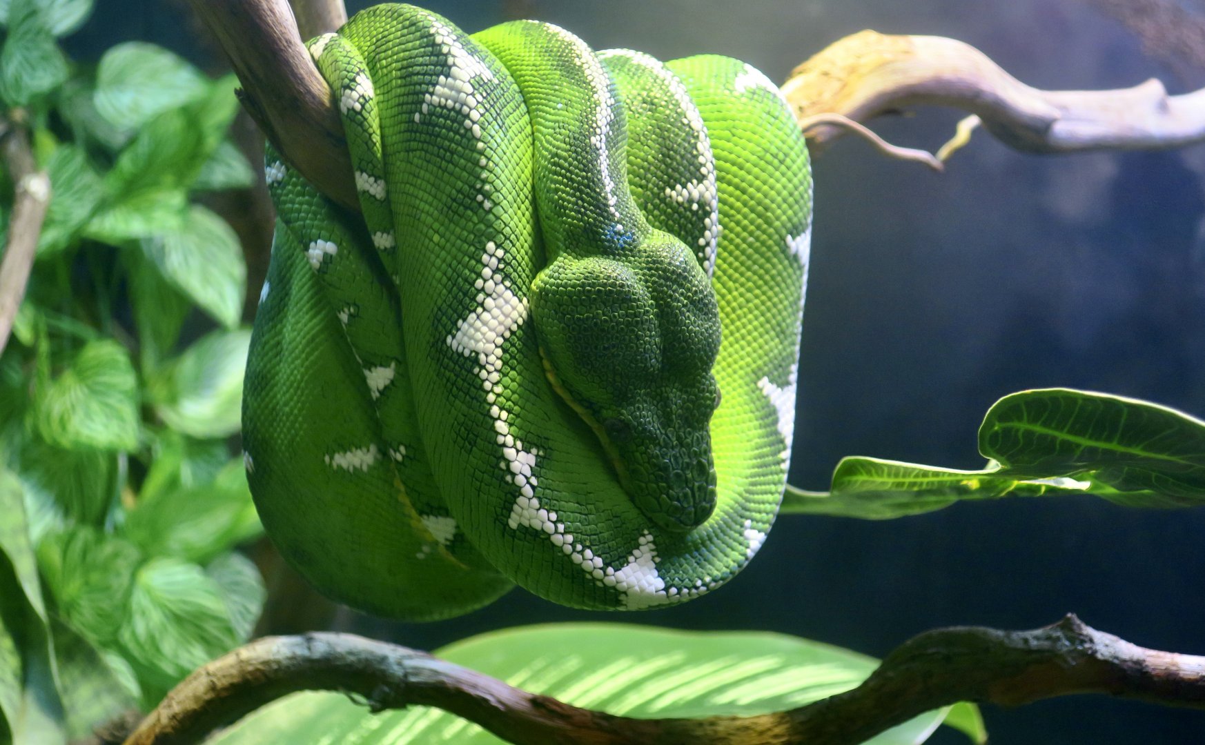 Amazon Basin Emerald Tree Boa (Corallus batesii)