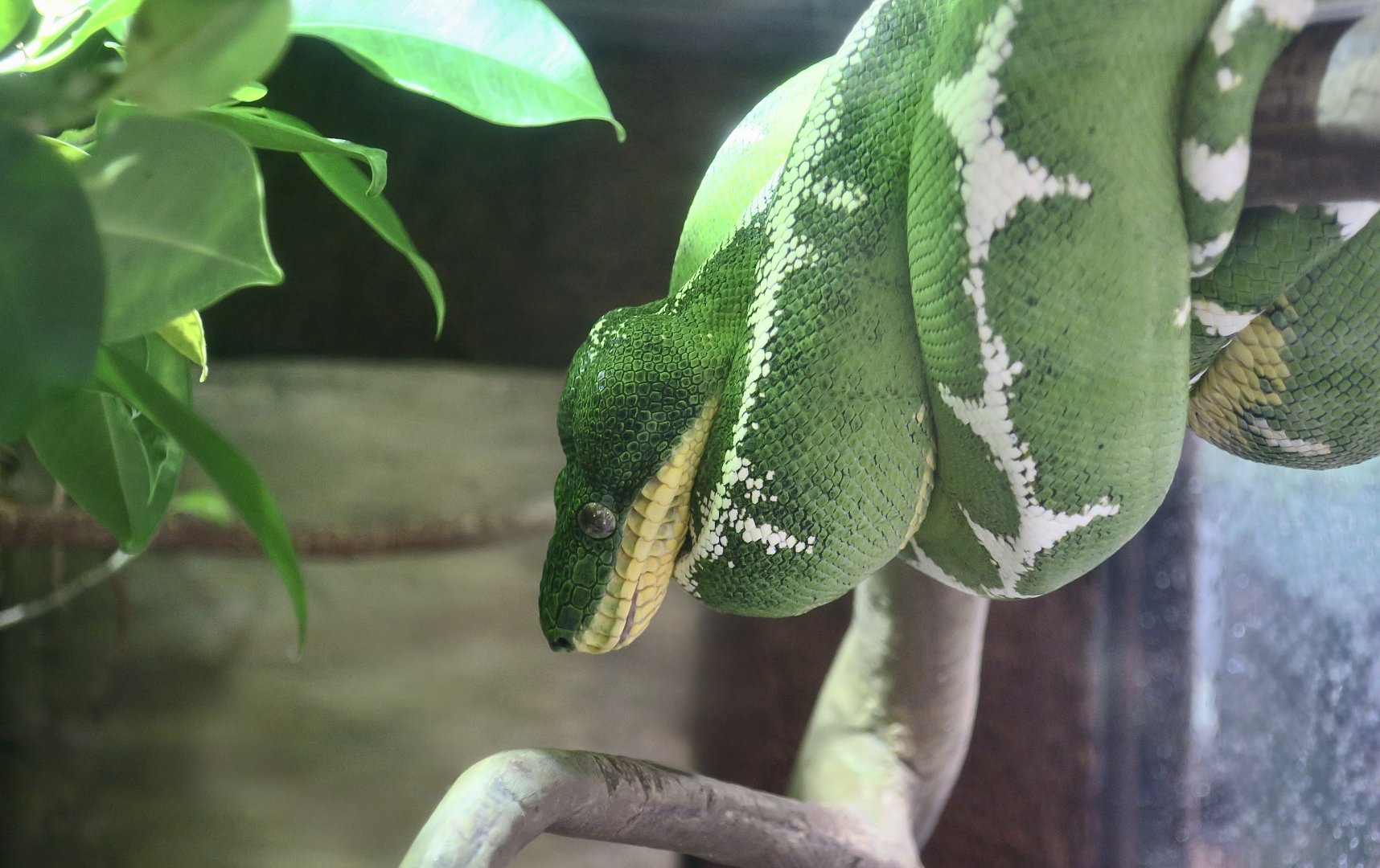 Amazon Basin Emerald Tree Boa (Corallus batesii)