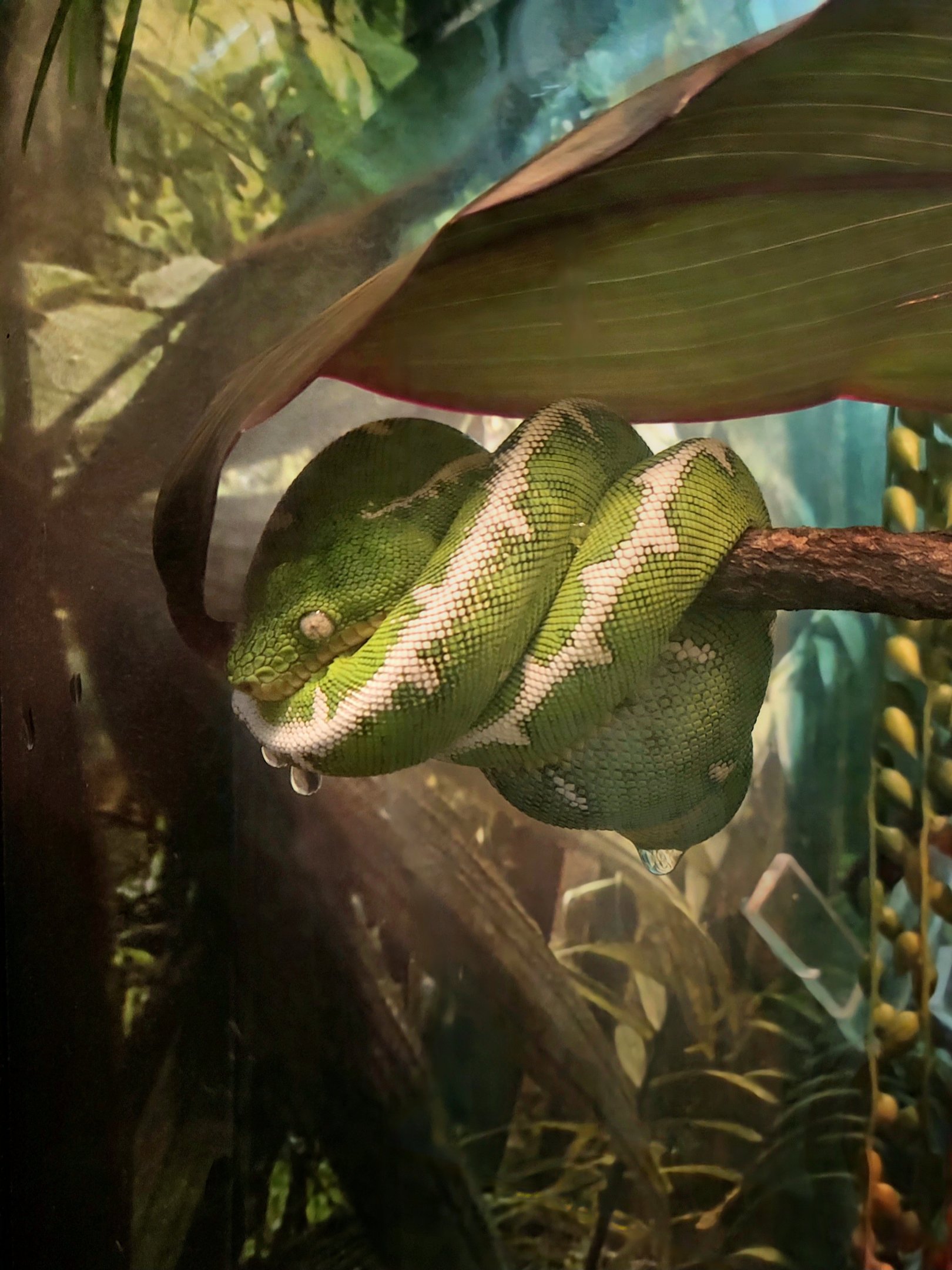 Amazon Basin Emerald Tree Boa-Greenville Zoo