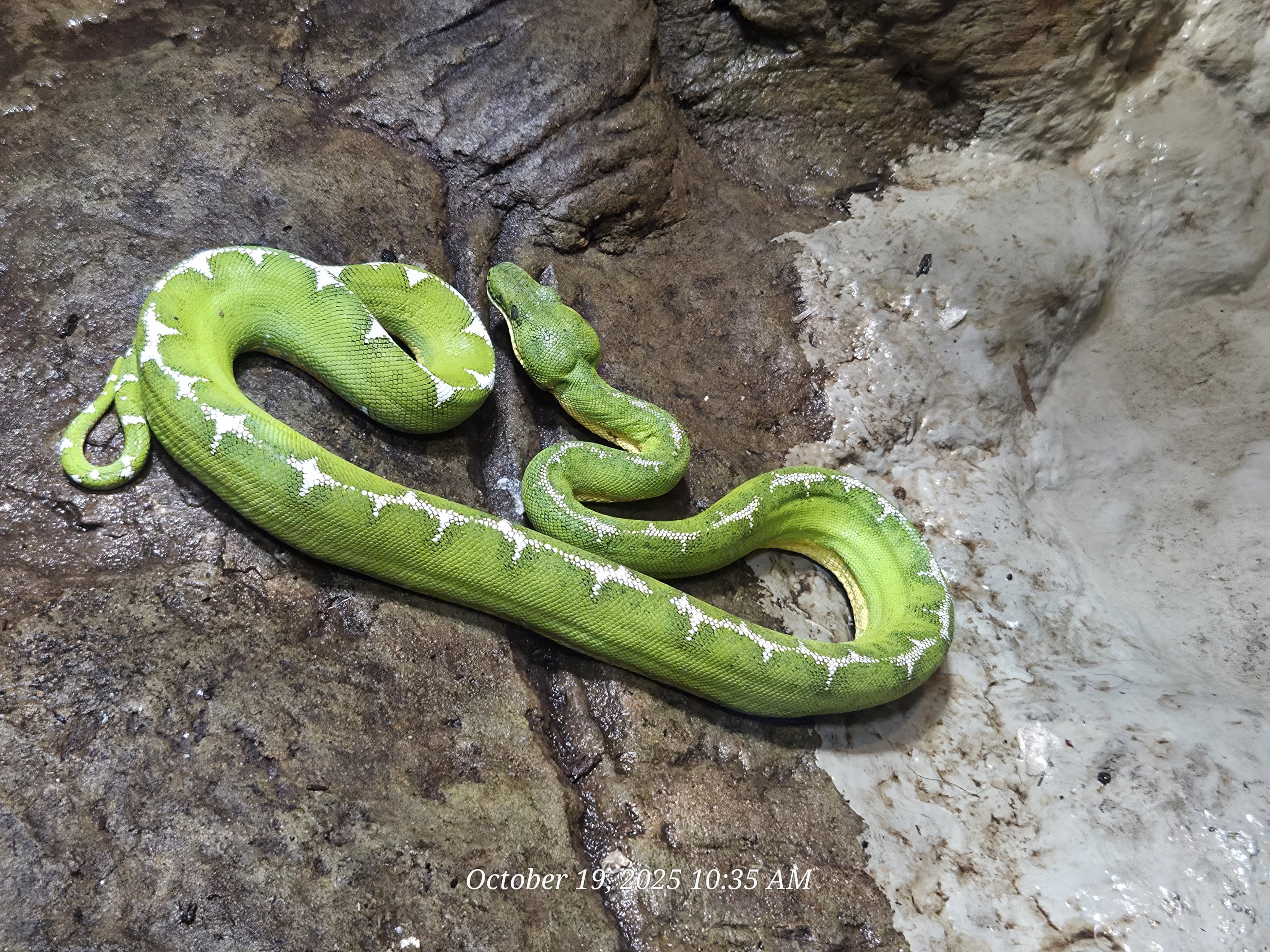 Amazon Basin Emerald Tree Boa - Rainforest Adventures