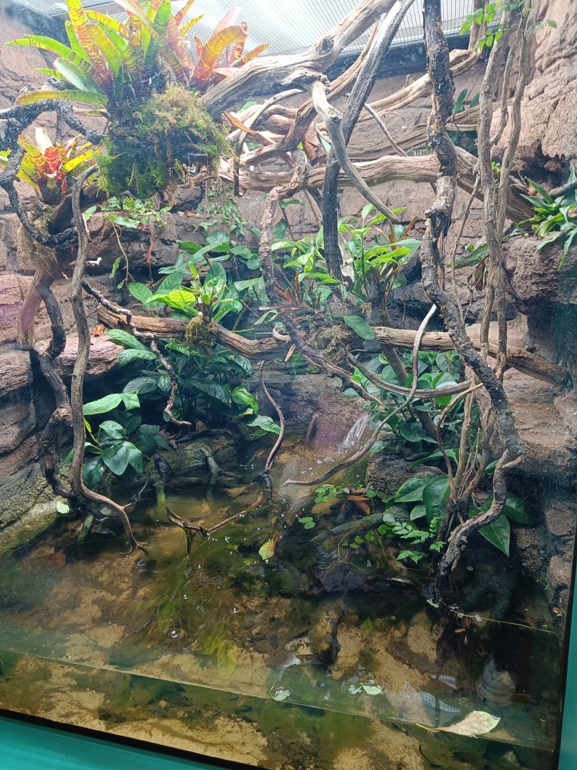 Amazon Basin Emerald Tree Boa vivarium with underwater viewing