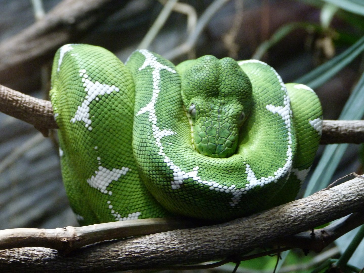 Amazon basin emerald tree boa -Zoo Praha (2025)