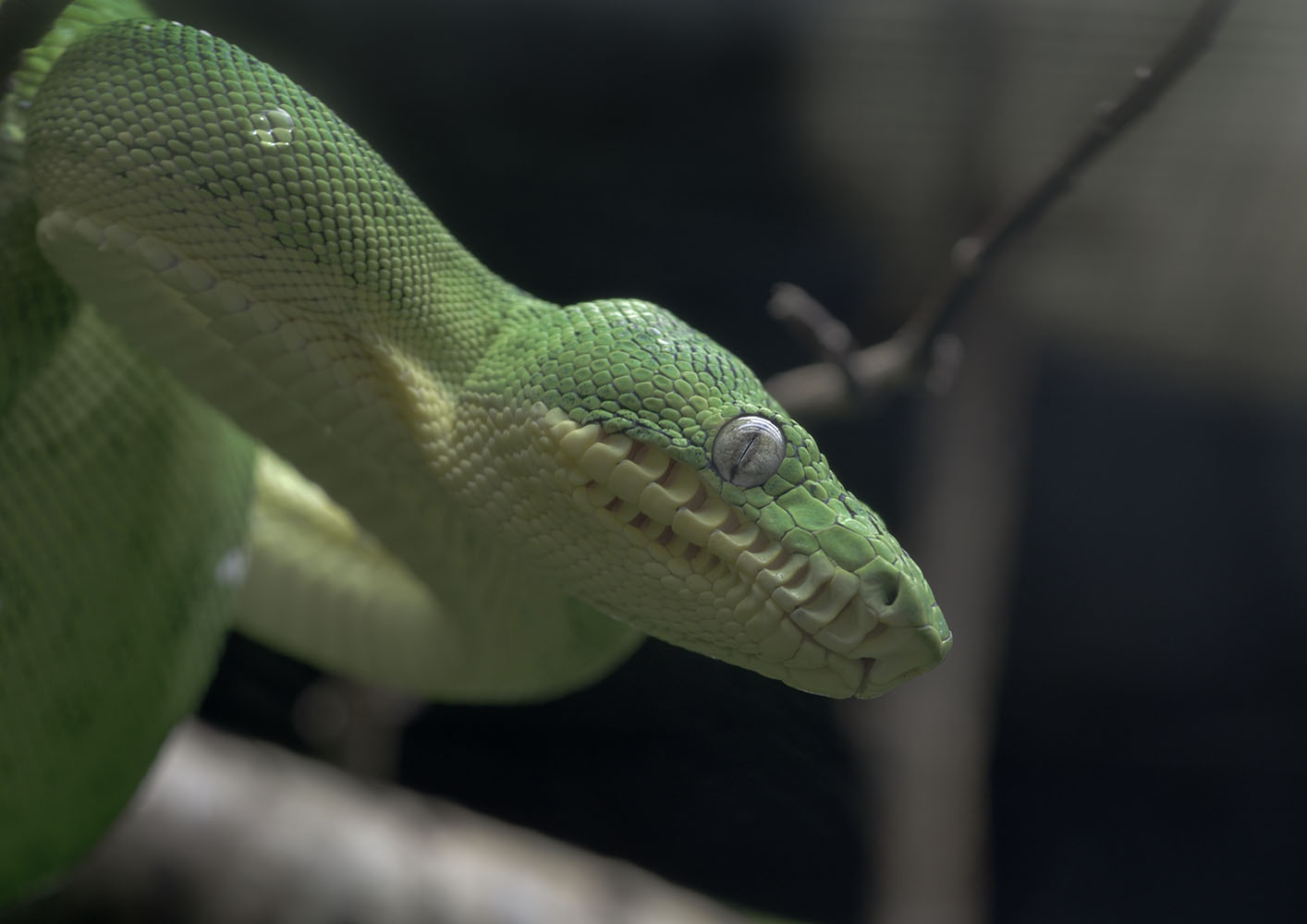 Amazon Basin emerald tree boa