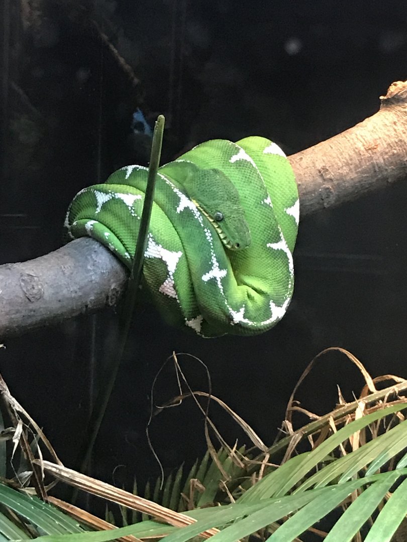 Amazon basin emerald tree boa