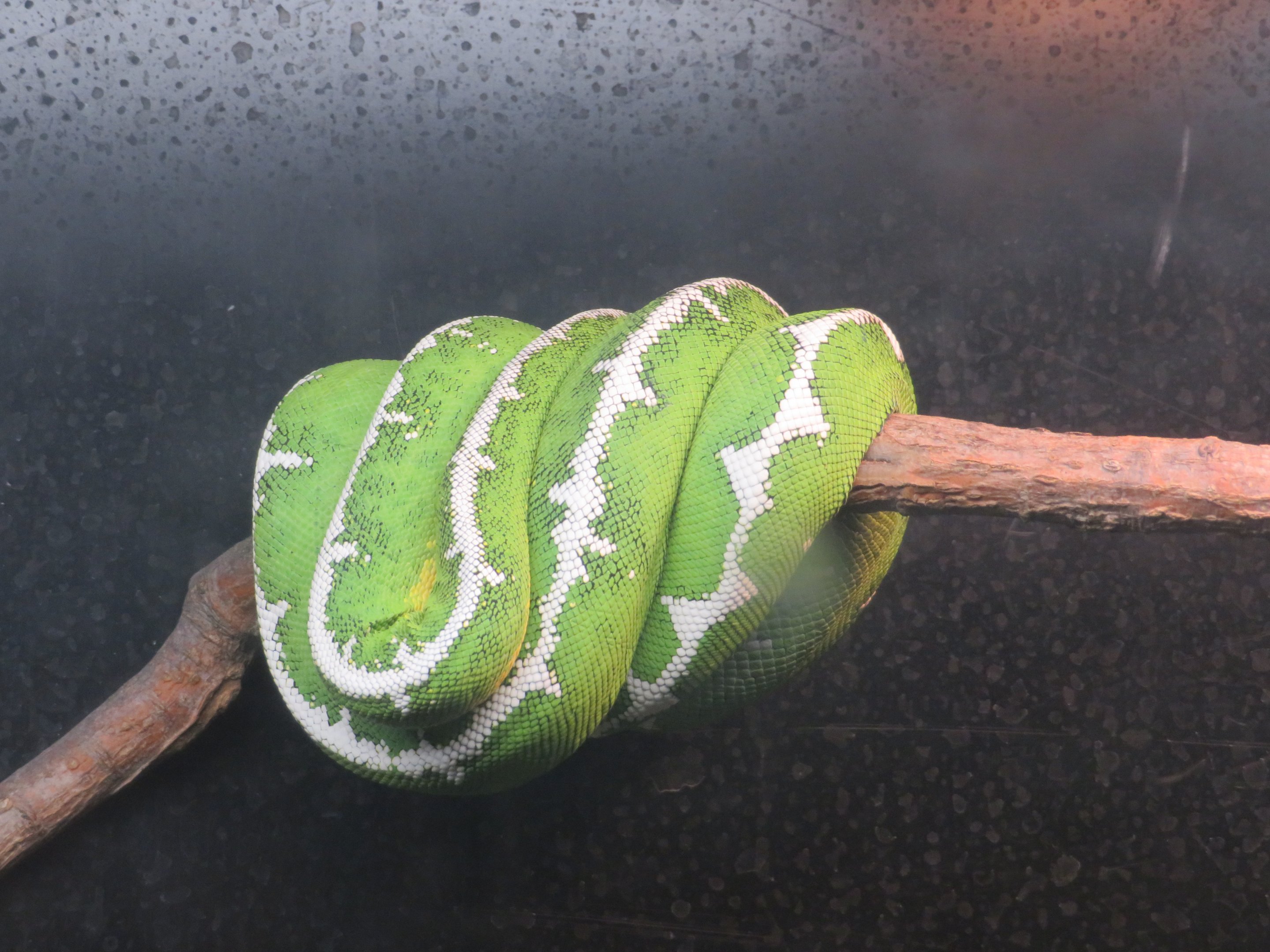 Amazon Basin Emerald Tree Boa