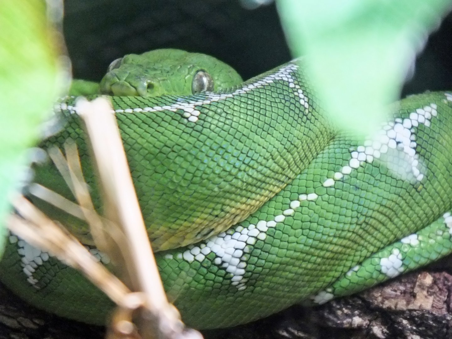 Amazon Basin emerald tree boa