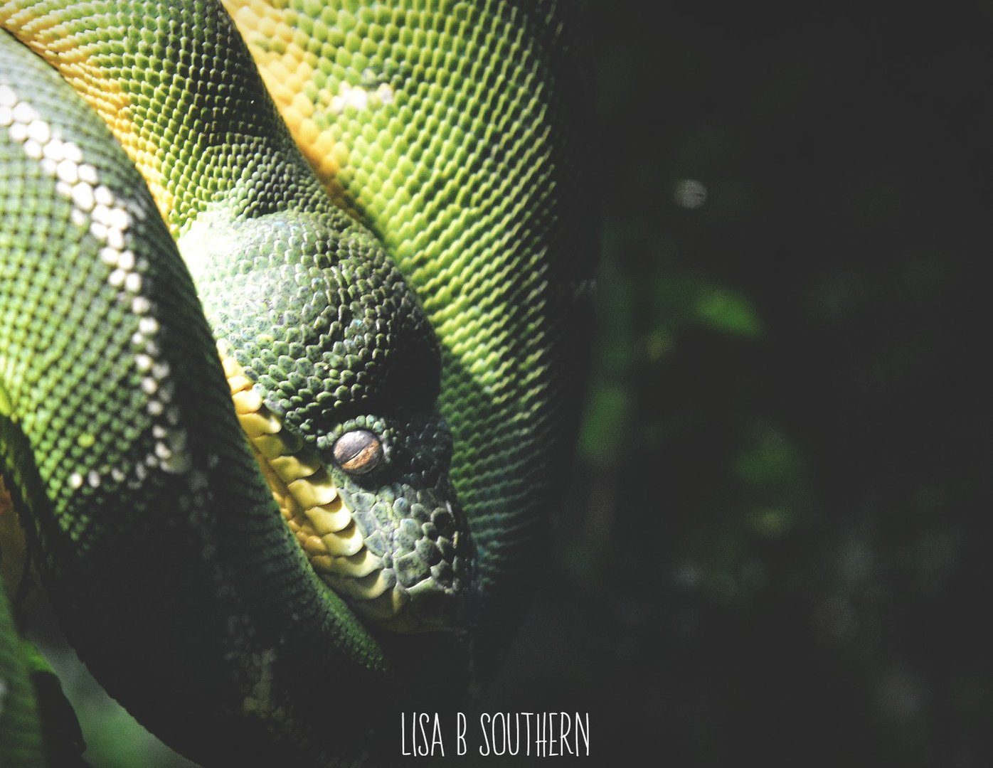 Amazon Basin Emerald Tree Boa