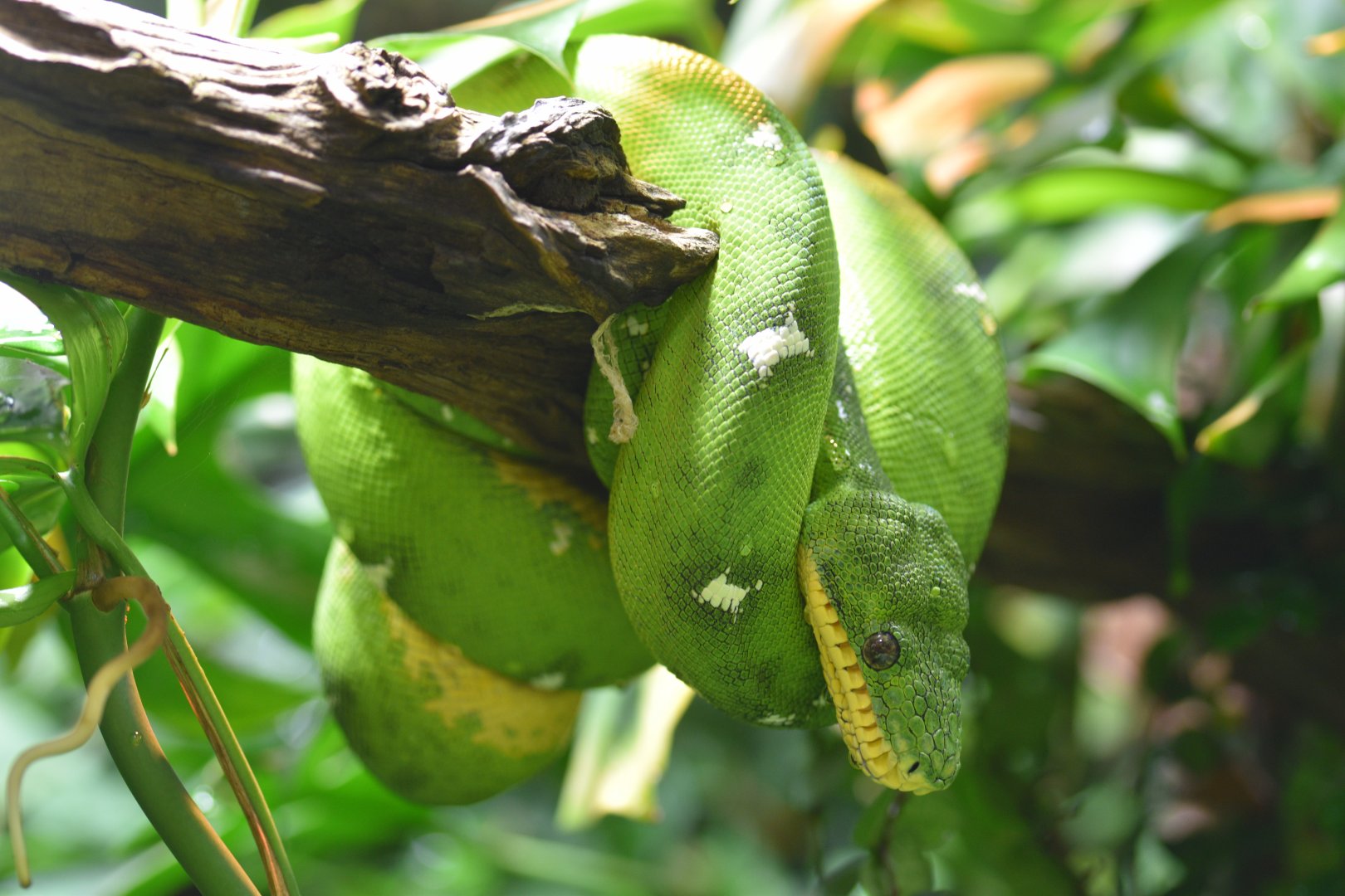 Amazon Basin emerald tree boa