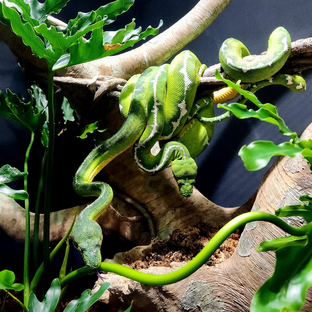 Amazon Basin Emerald Tree Boas (Corallus batesii)