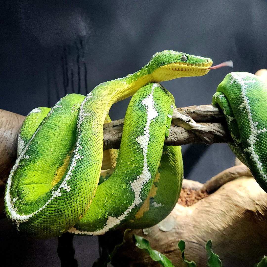 Amazon Basin Emerald Tree Boas (Corallus batesii)
