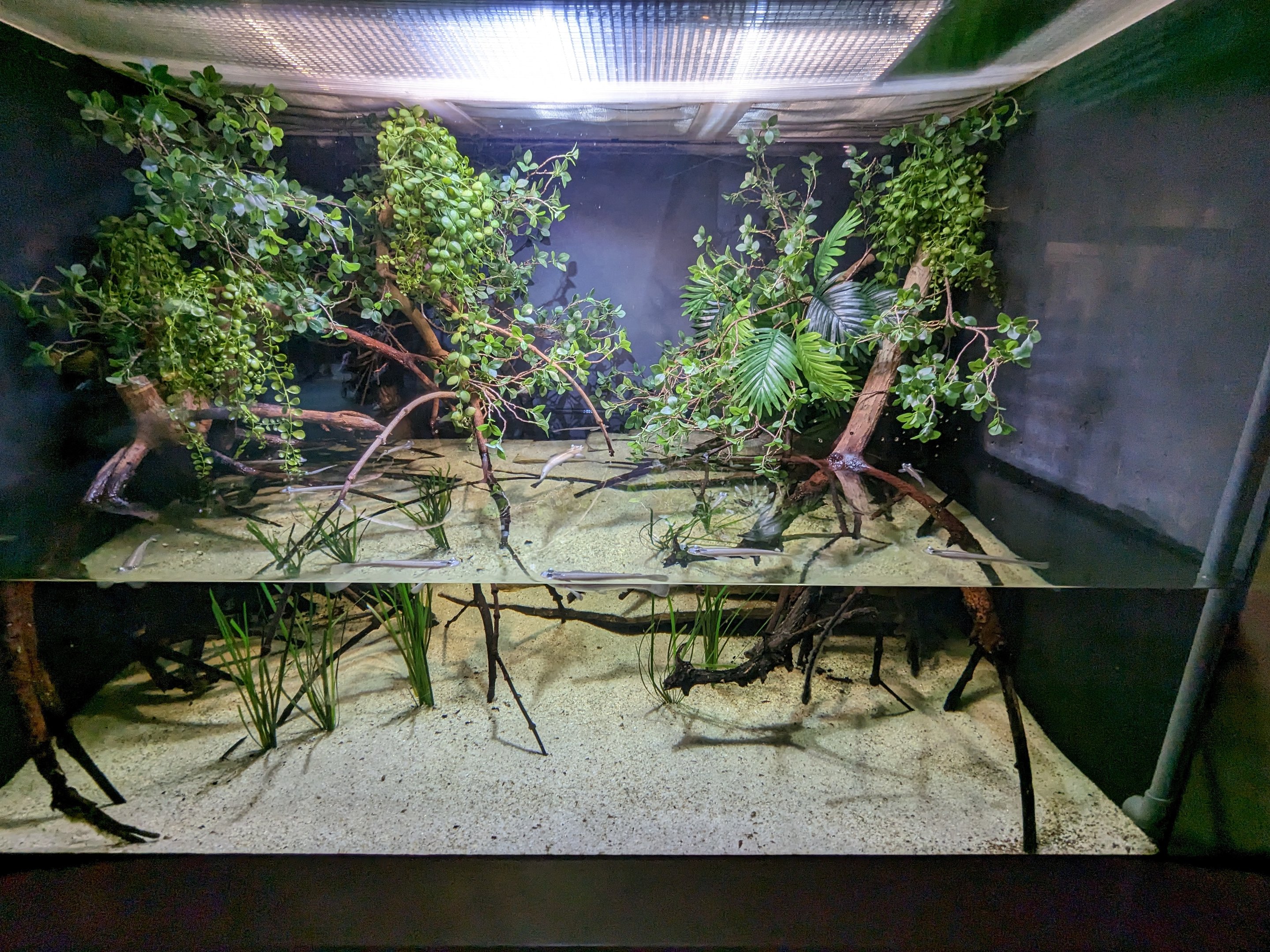 Amazon Basin - four eyed fish