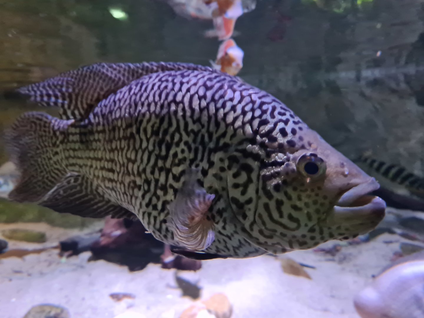 Amazon basin - (ID?)