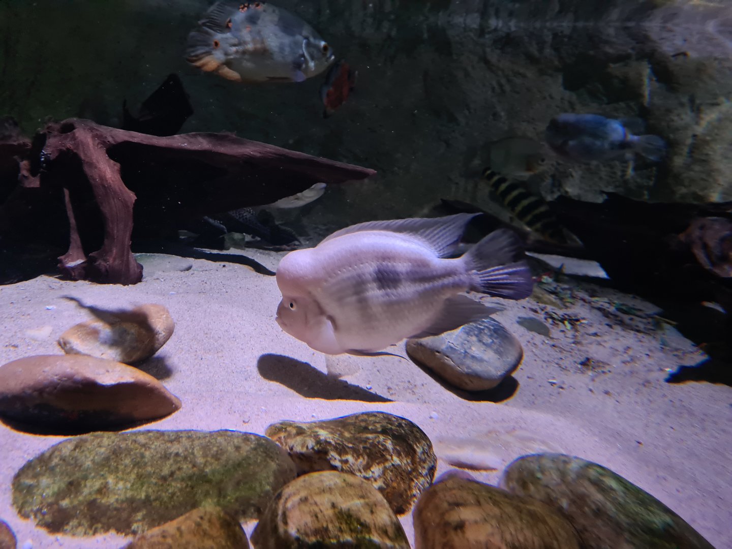 Amazon basin - Midas cichlid