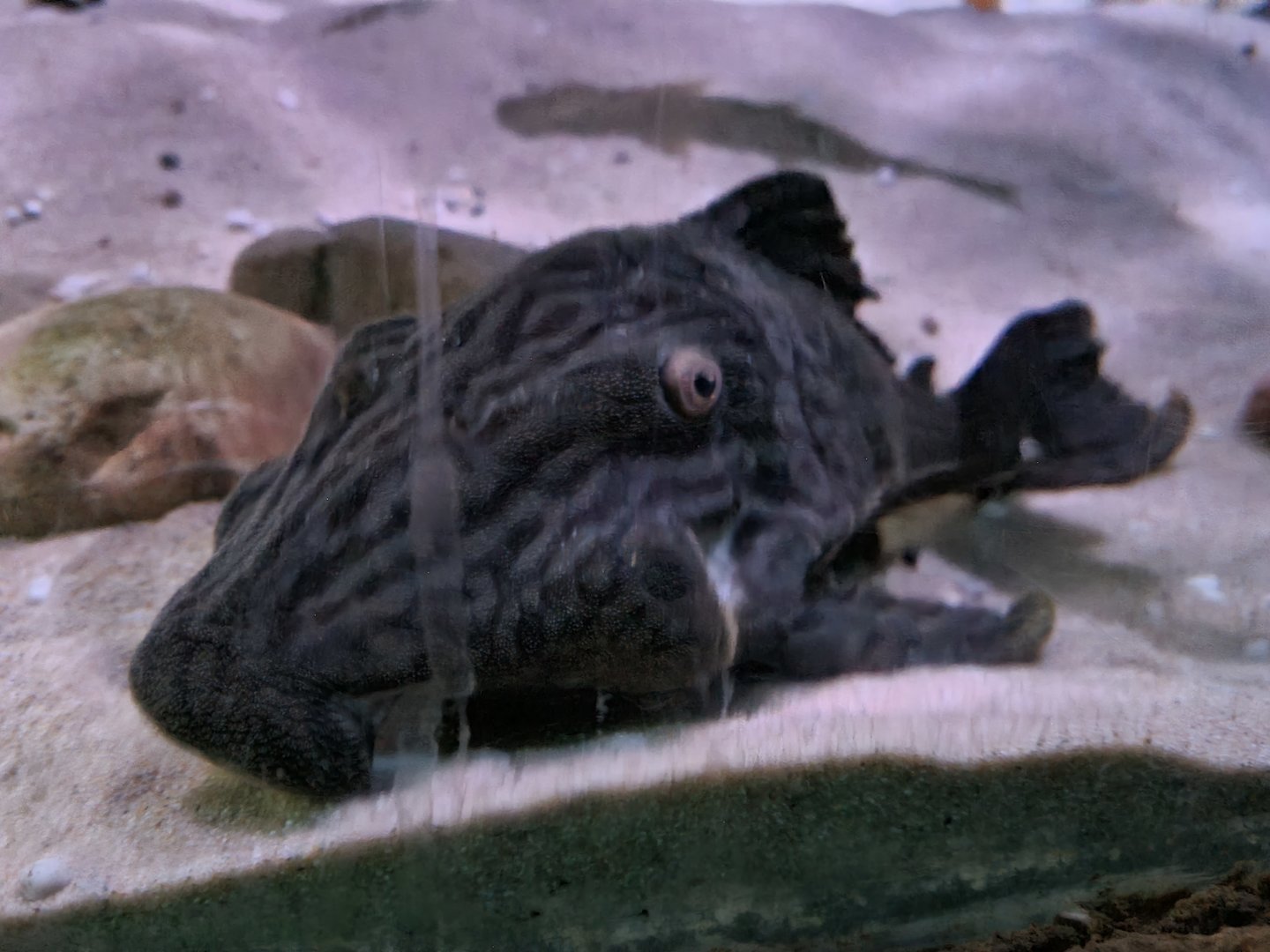 Amazon basin - Pleco (ID?)