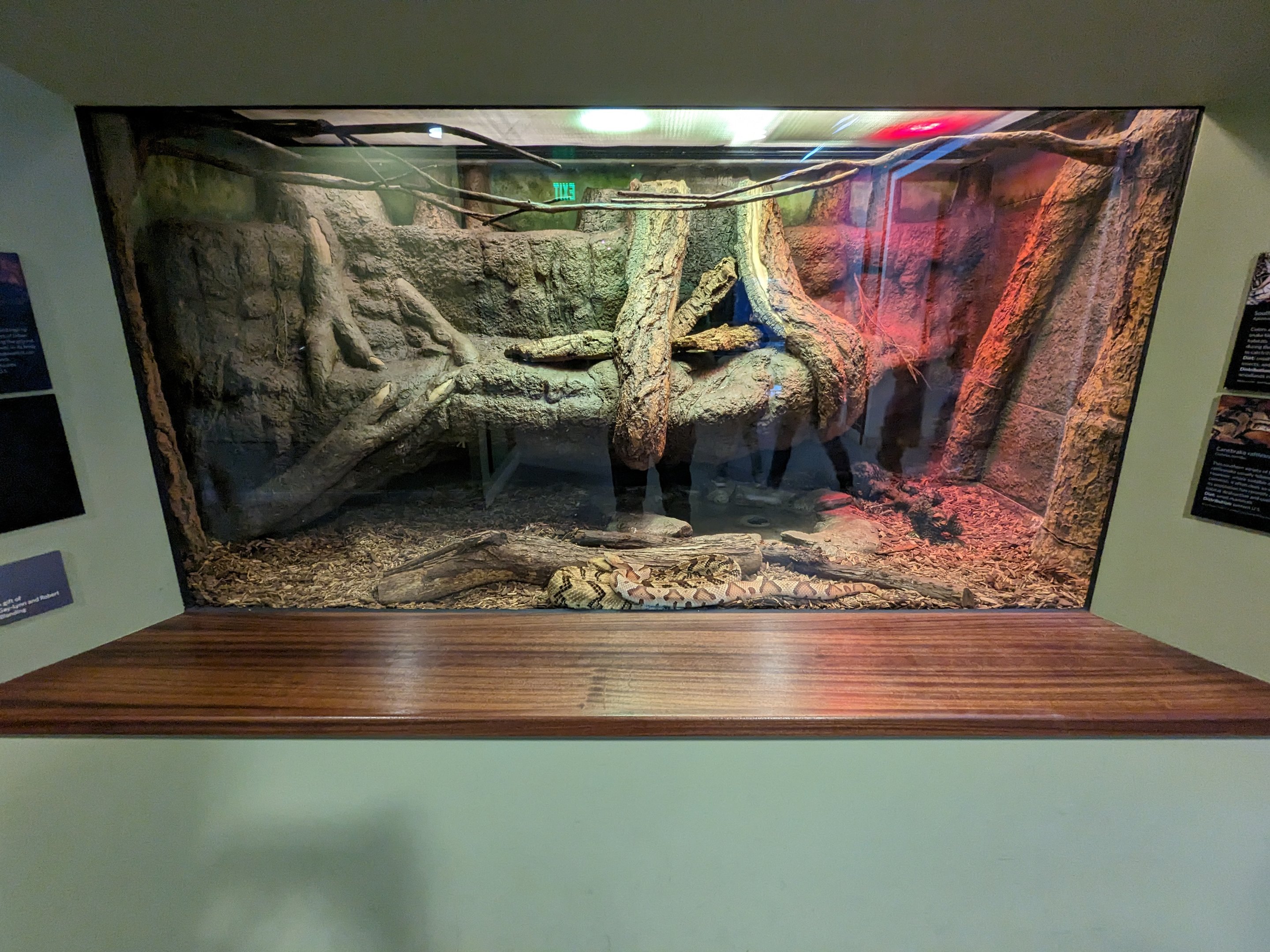 Amazon Basin - rattlesnake and copperhead