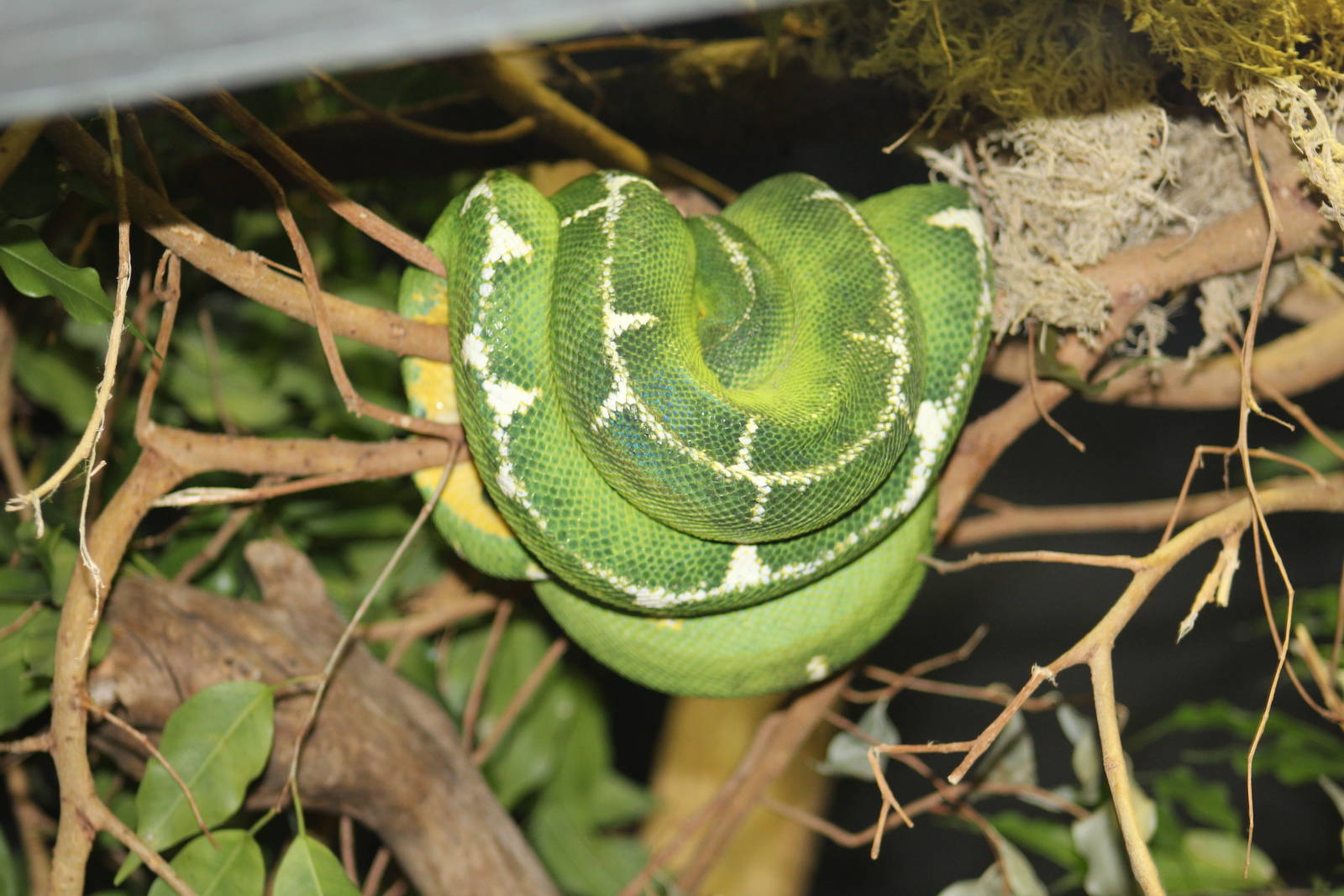 Amazon Basin Tree Boa