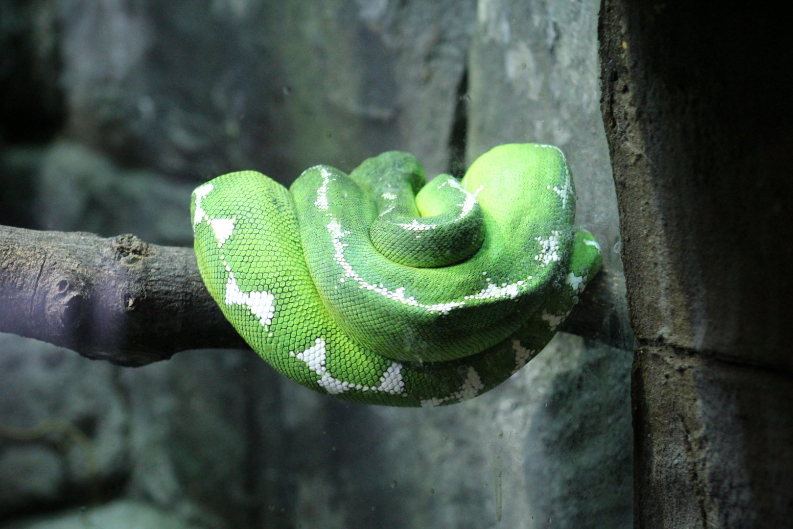 Amazon Basin Tree Boa