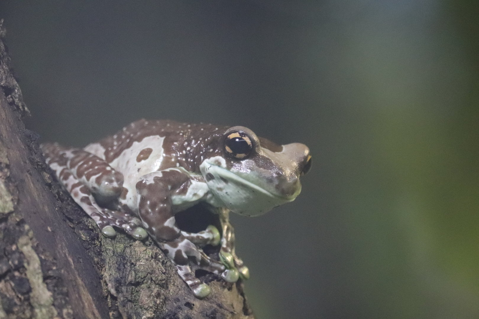 Amazon & Beyond - Amazon Milk Frog