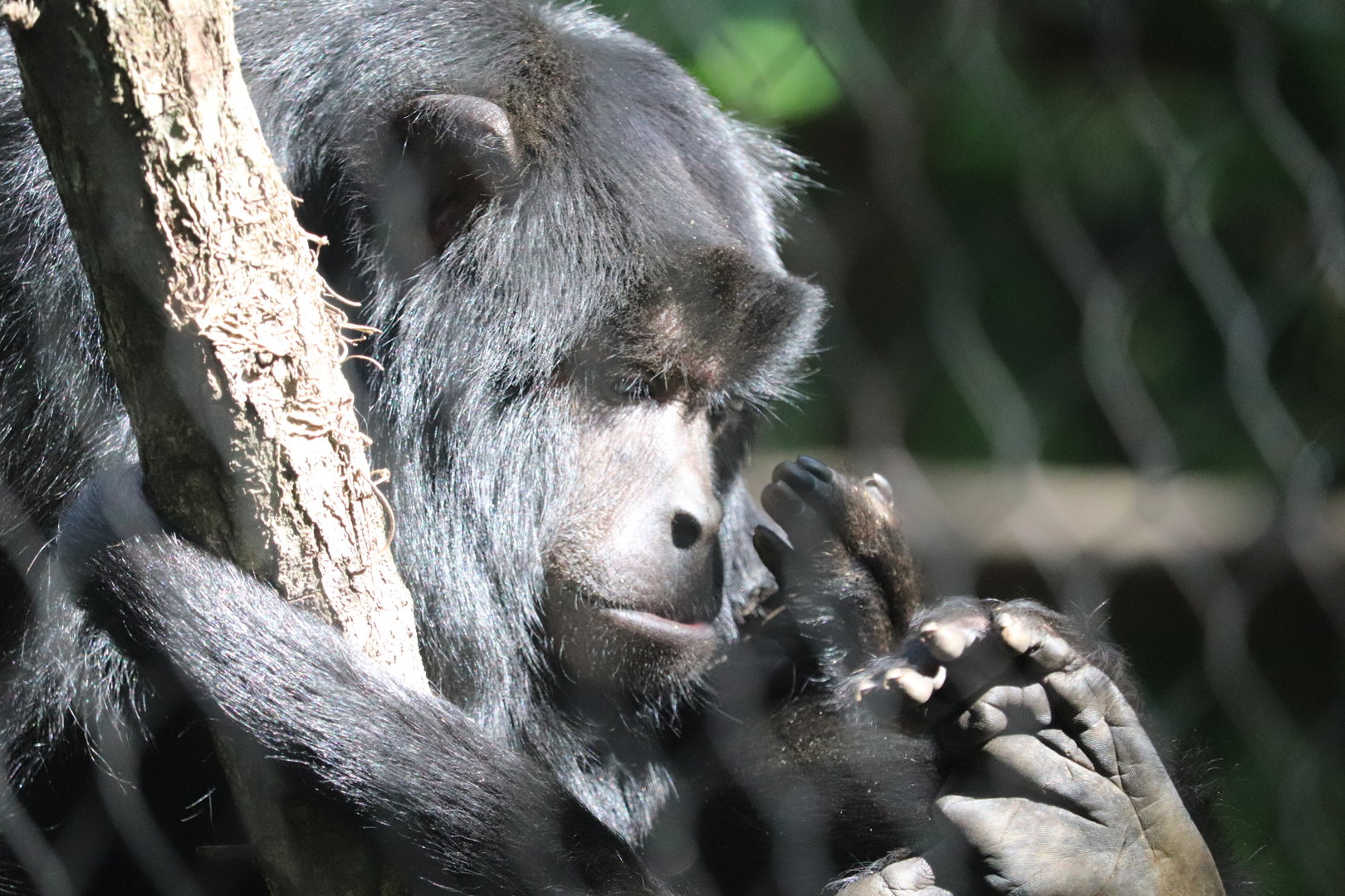 Amazon & Beyond - Black Howler