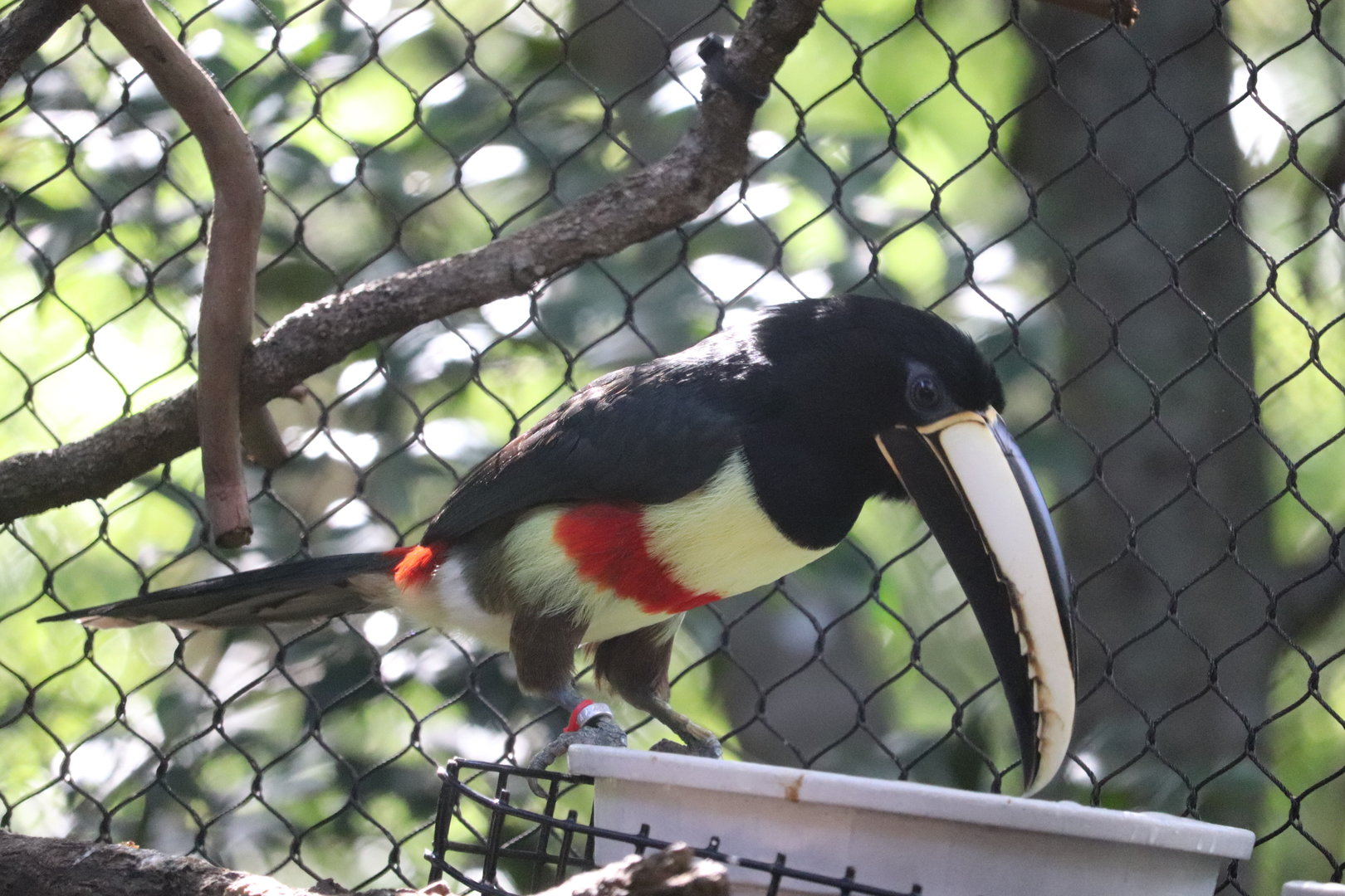 Amazon & Beyond - Black-Necked Aracari