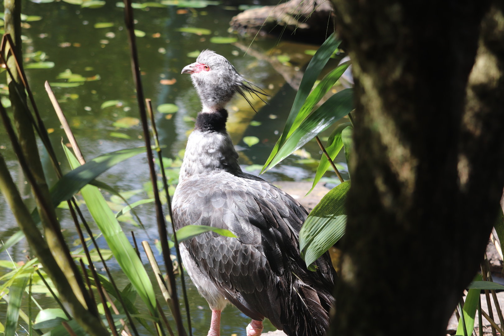 Amazon & Beyond - Crested Screamer