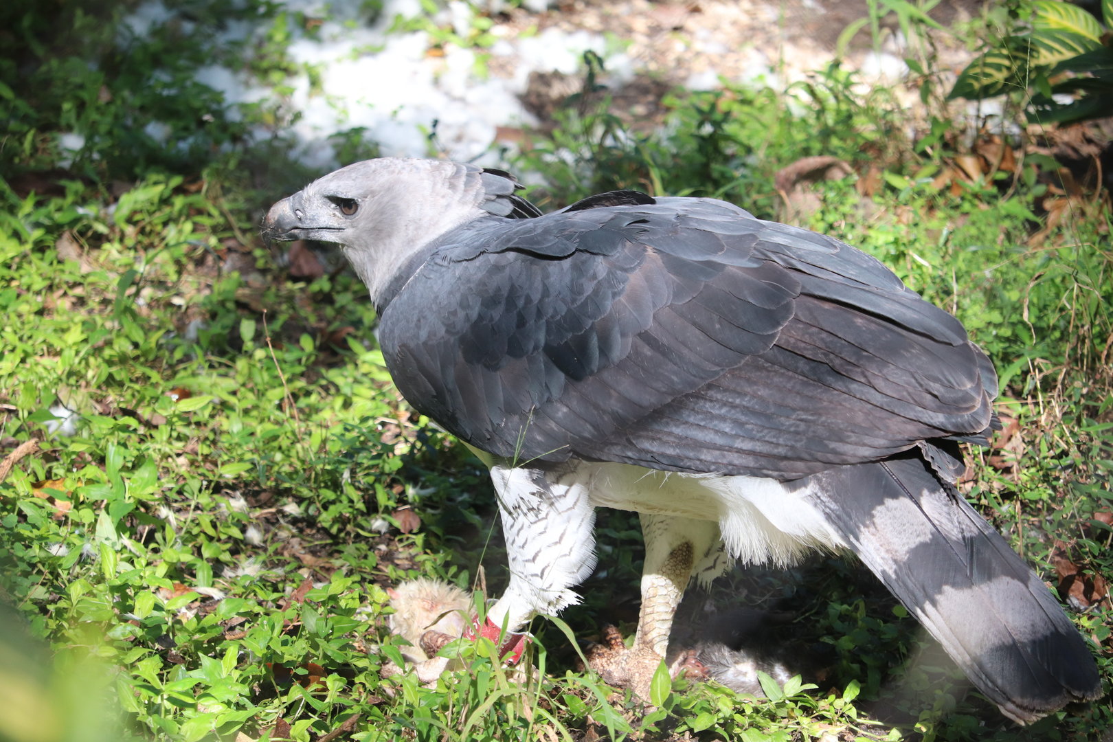 Amazon & Beyond - Harpy Eagle