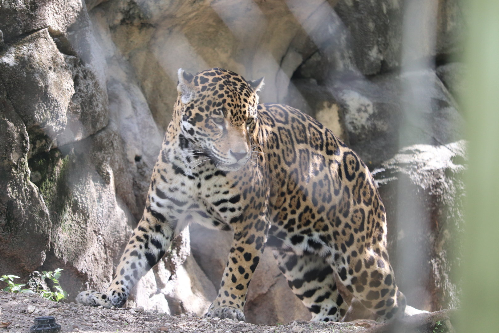 Amazon & Beyond - Jaguar