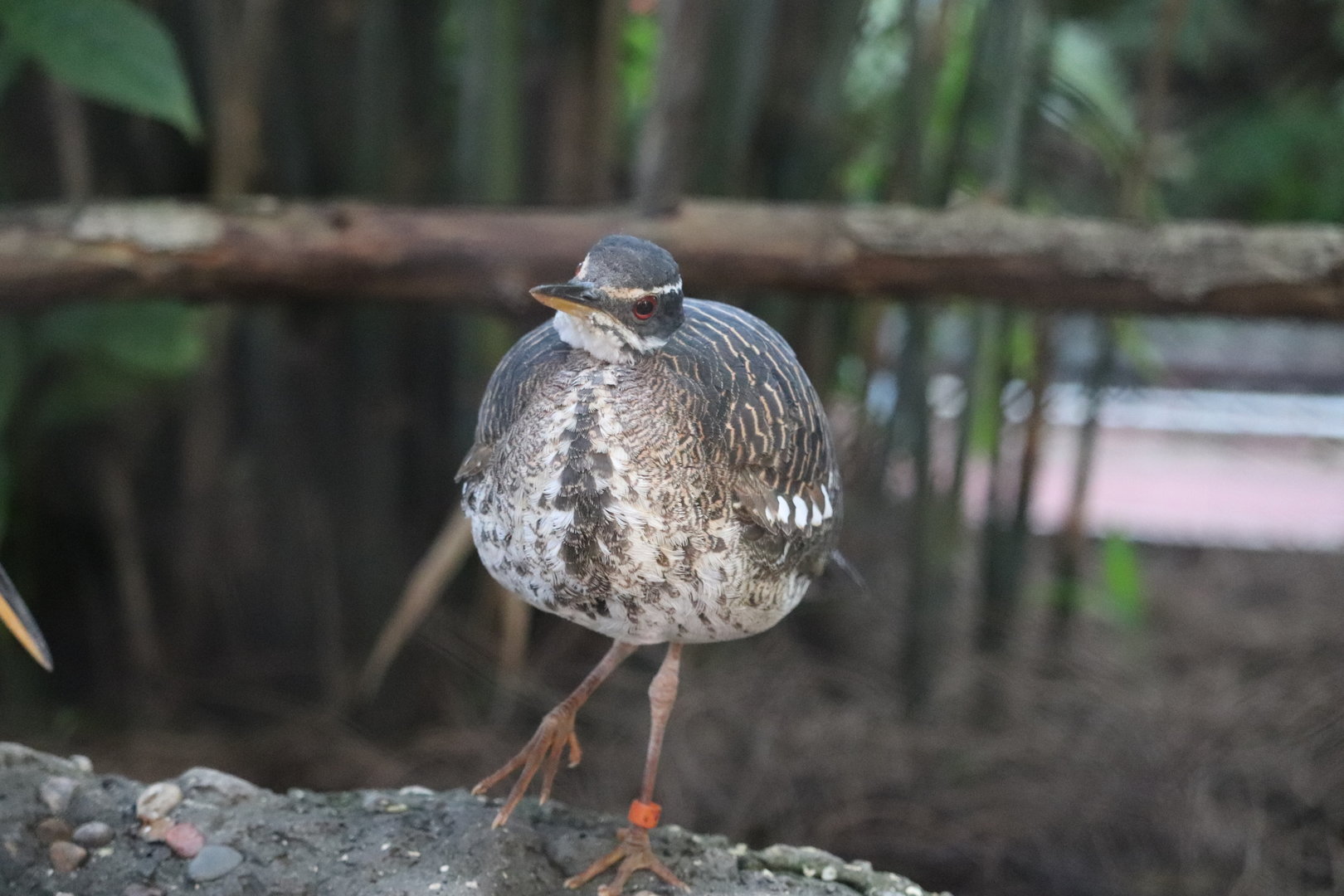 Amazon & Beyond - Sunbittern