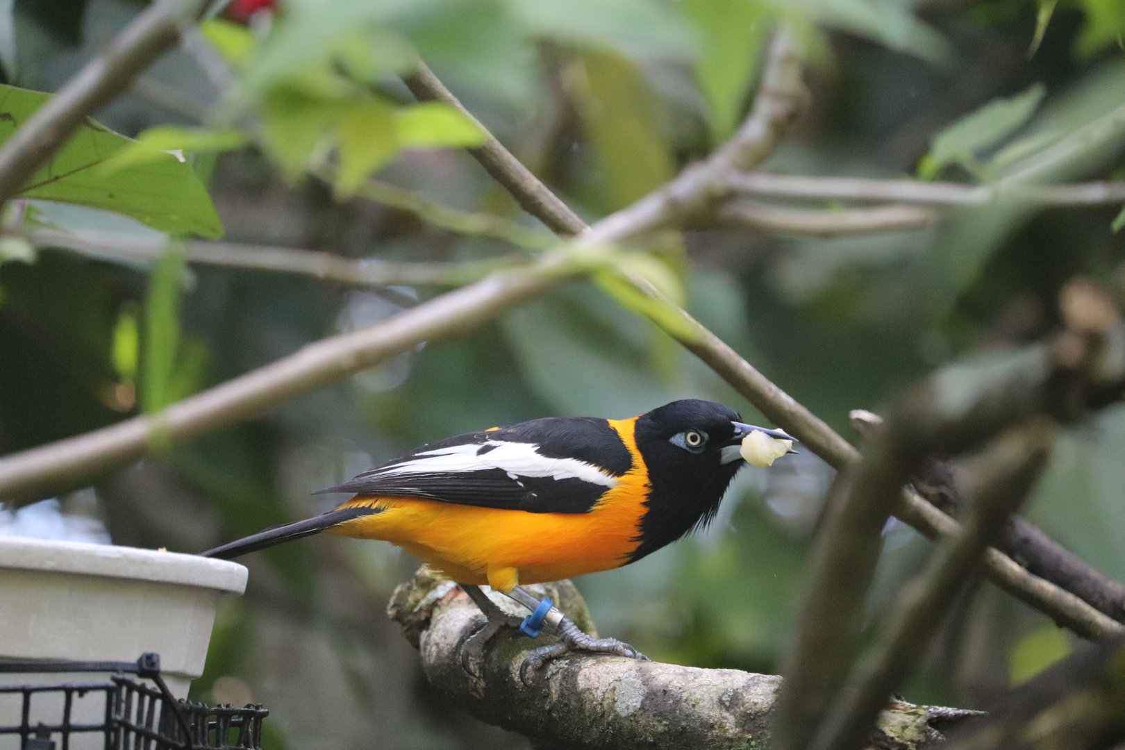 Amazon & Beyond - Troupial