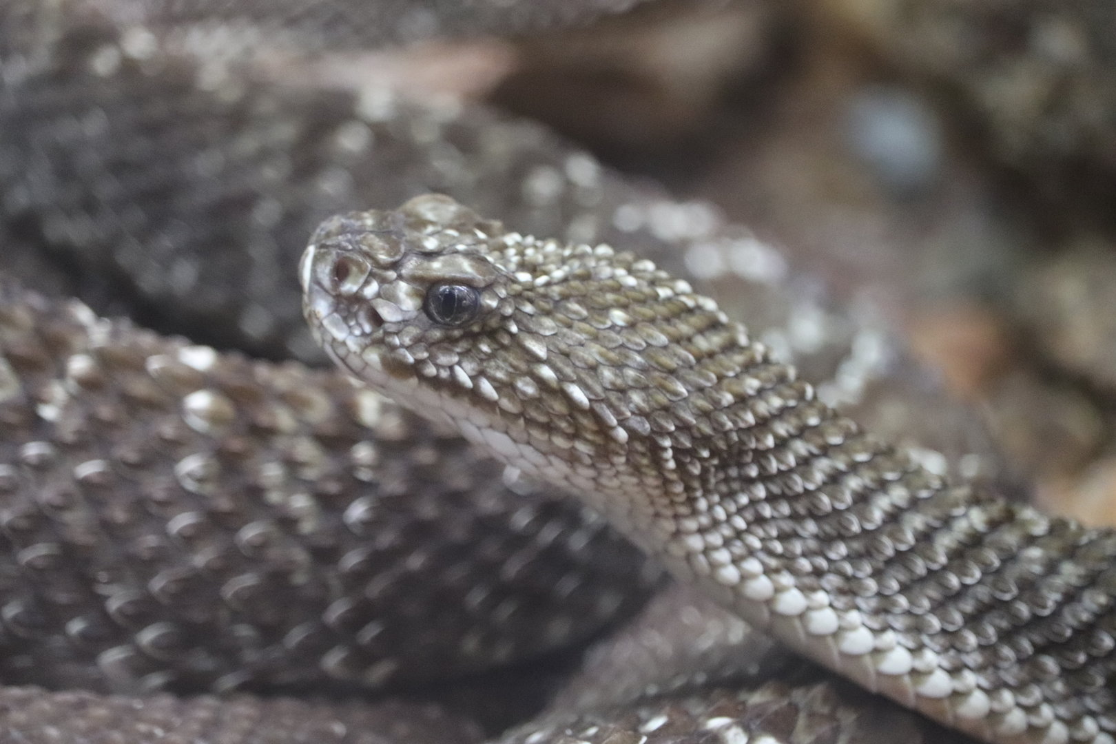 Amazon & Beyond - Uracoan Rattlesnake