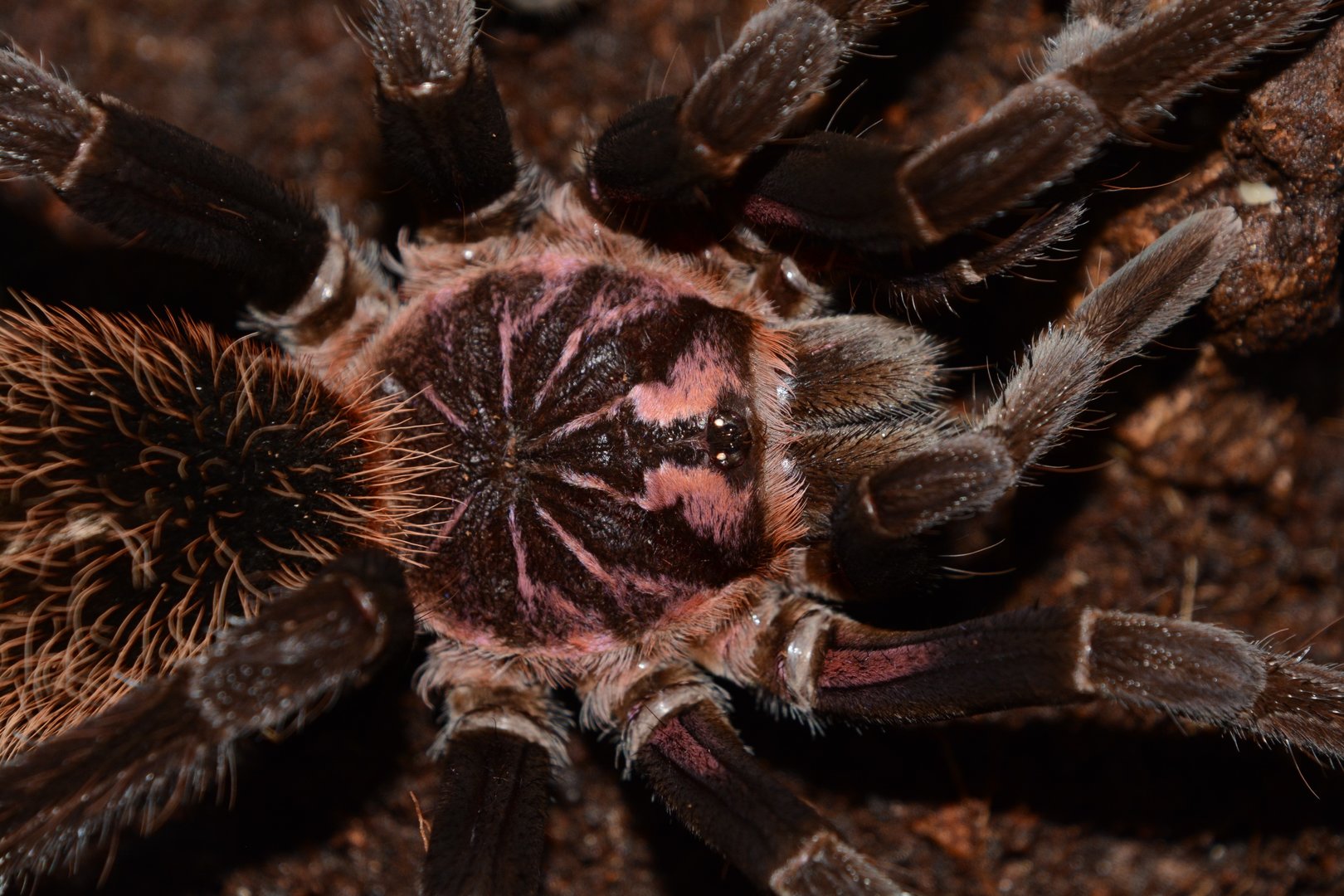Amazon blue bloom tarantula (Xenesthis intermedia)