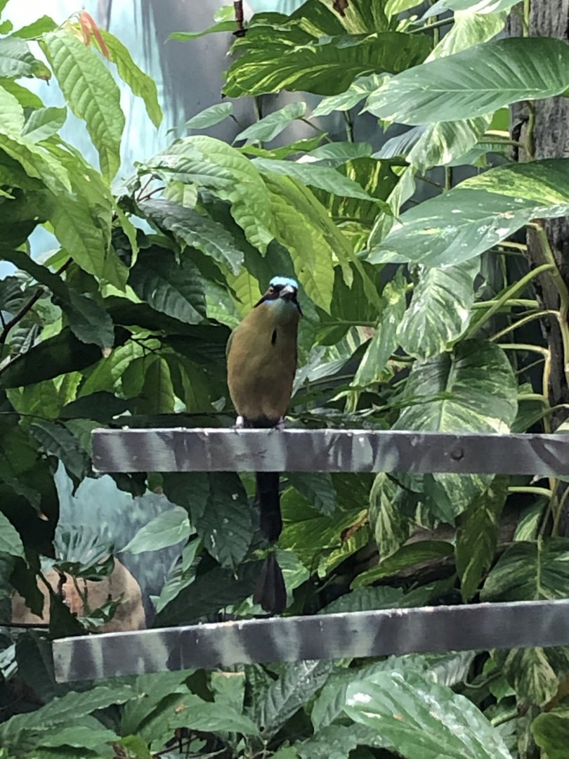"Amazon" Blue-Crowned Motmot