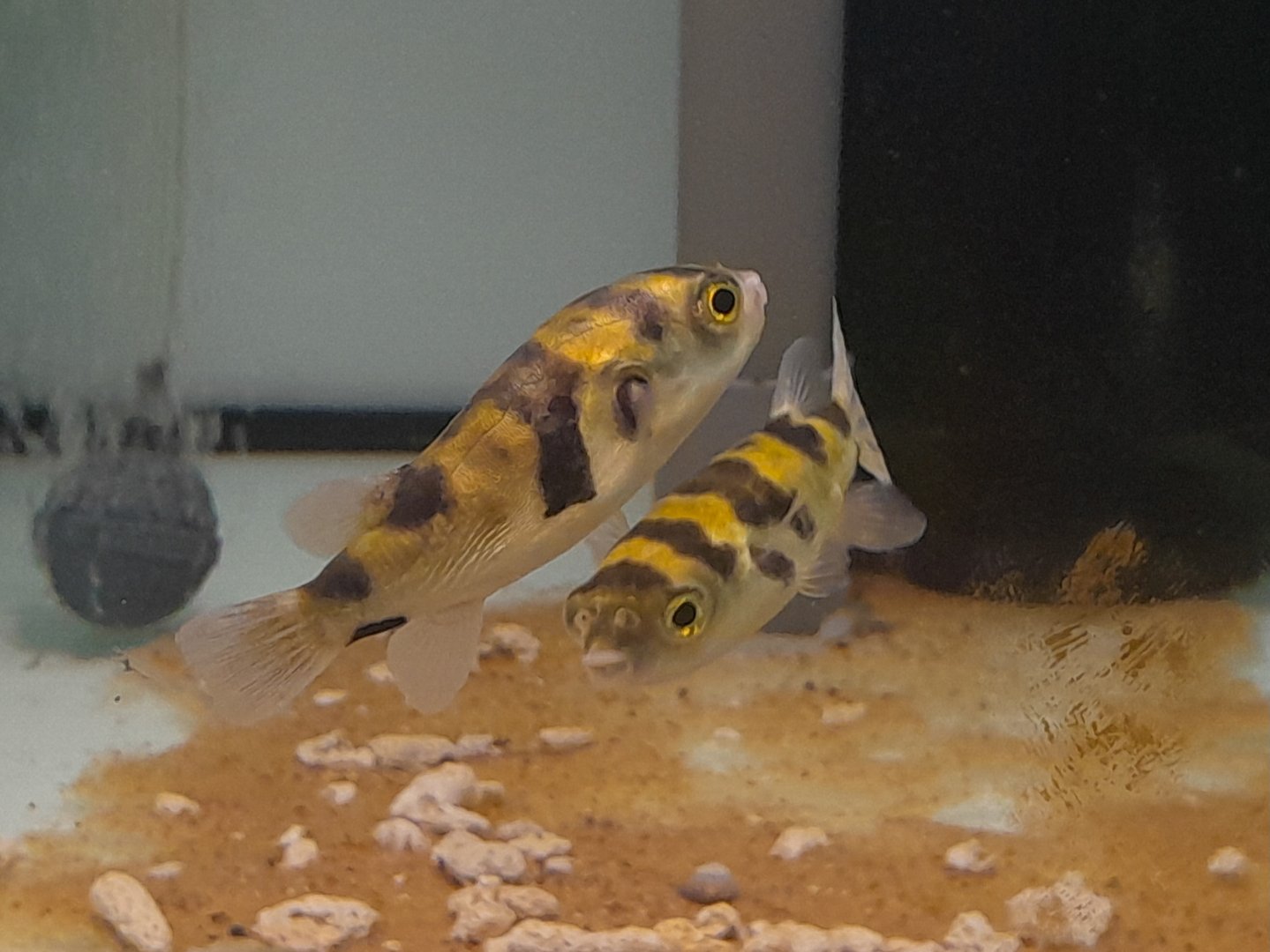 Amazon Bumblebee Puffer (Sphoeroides asellus, syn. Colomesus asellus)
