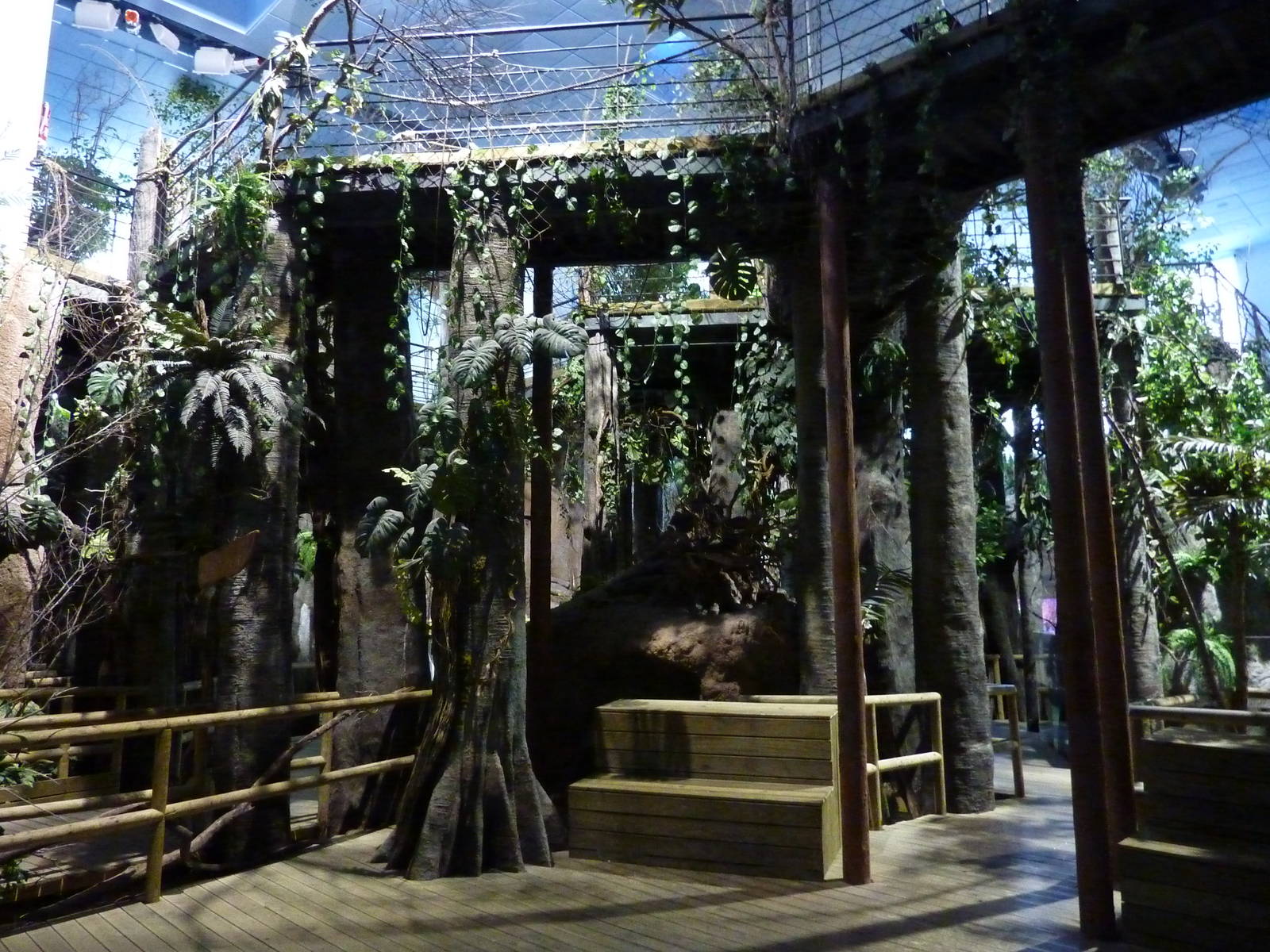 Amazon canopy walk, 10th April 2012