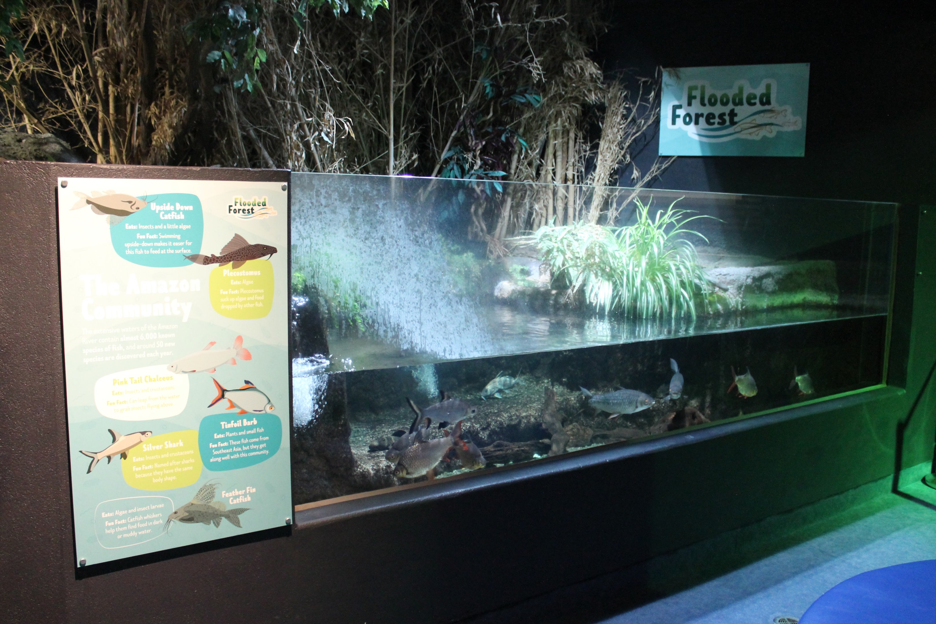 Amazon Community tank