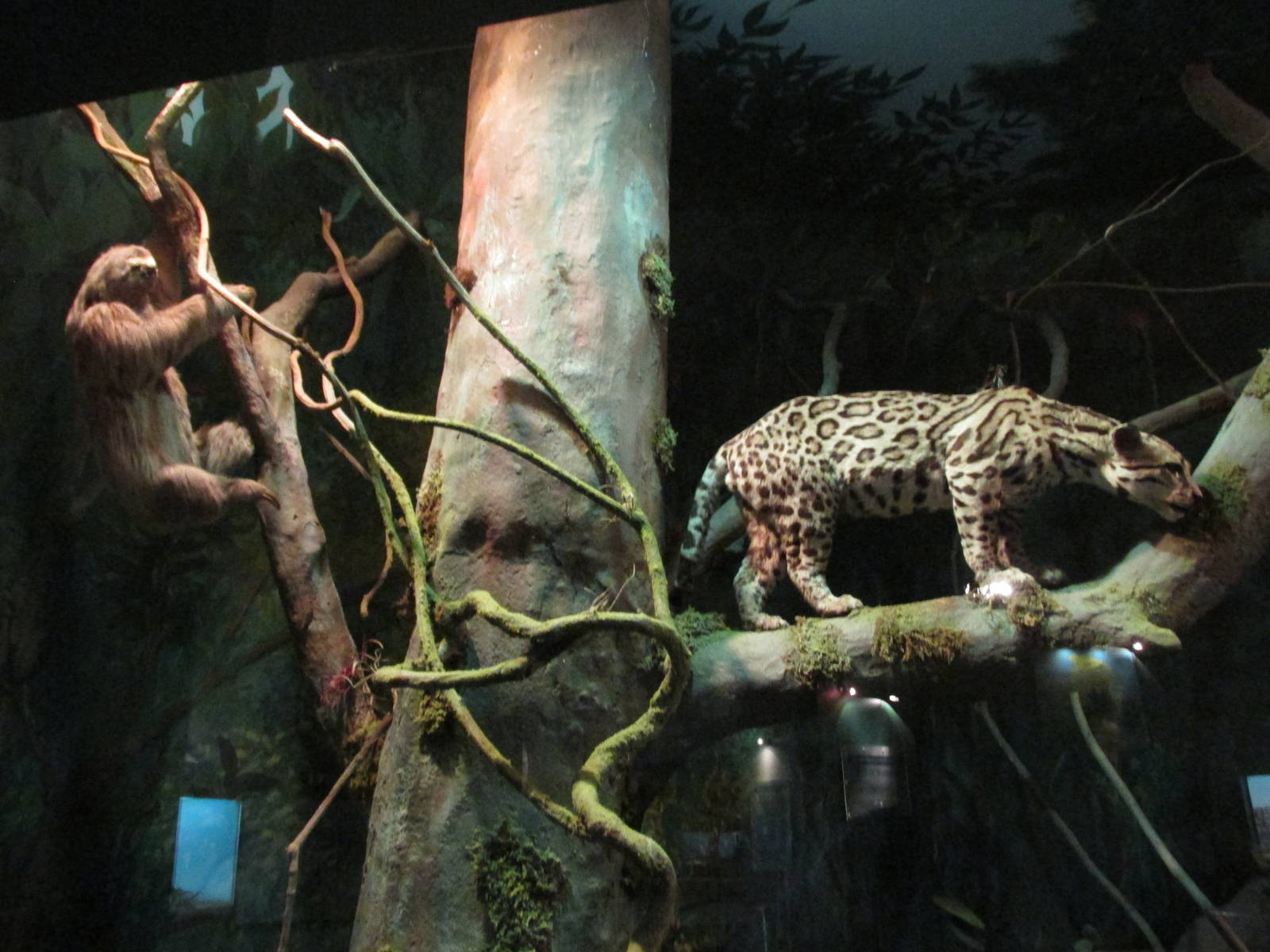 amazon diorama museo de historia natural
