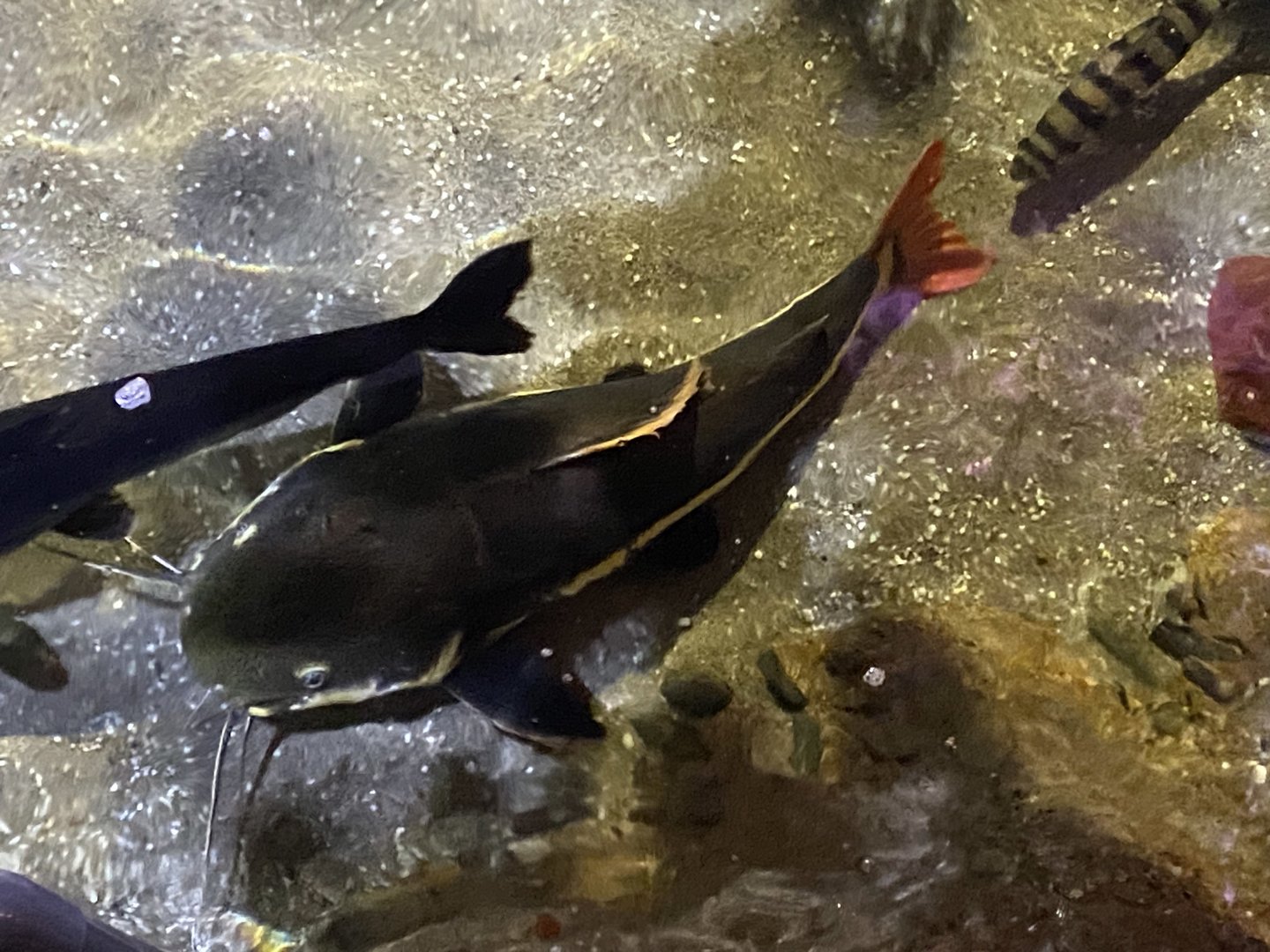 Amazon exhibit - Red-tailed catfish 070123