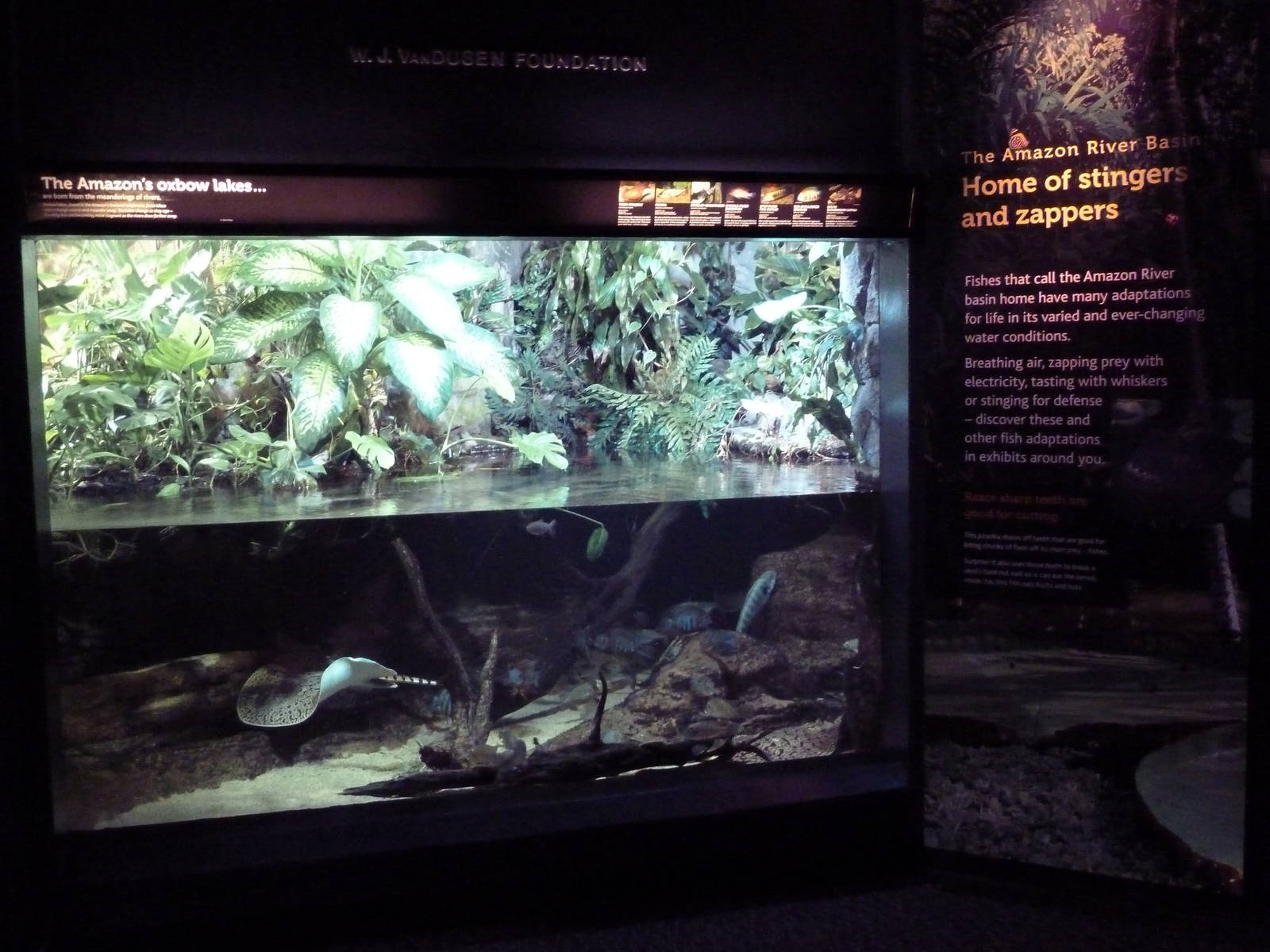 Amazon Exhibit